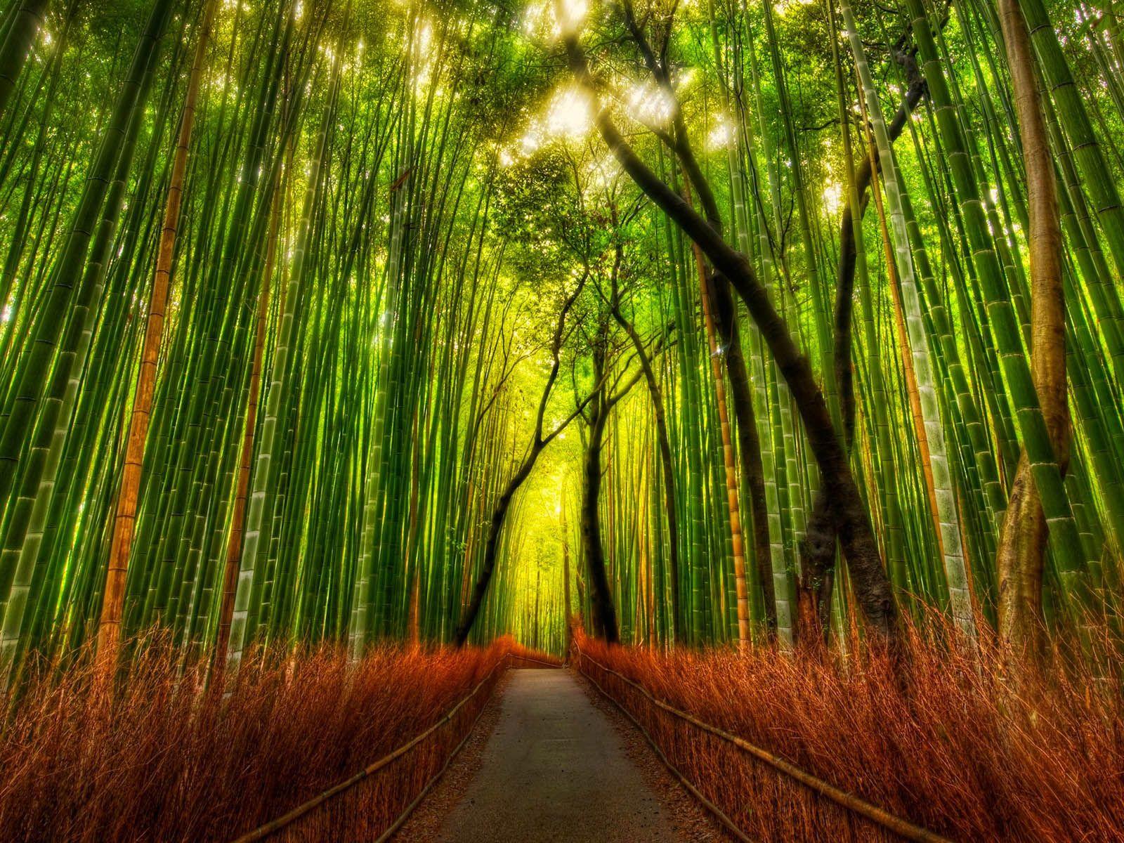 wallpaper: Bamboo Forest Wallpaper