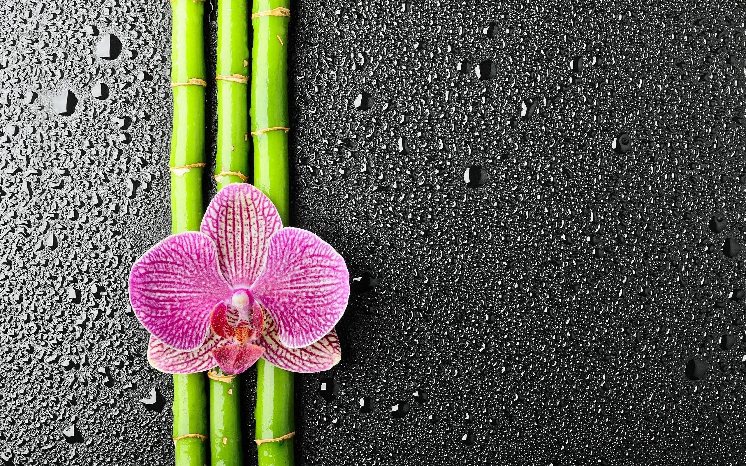 Bamboo Wallpaper HD 42173 2560x1600px