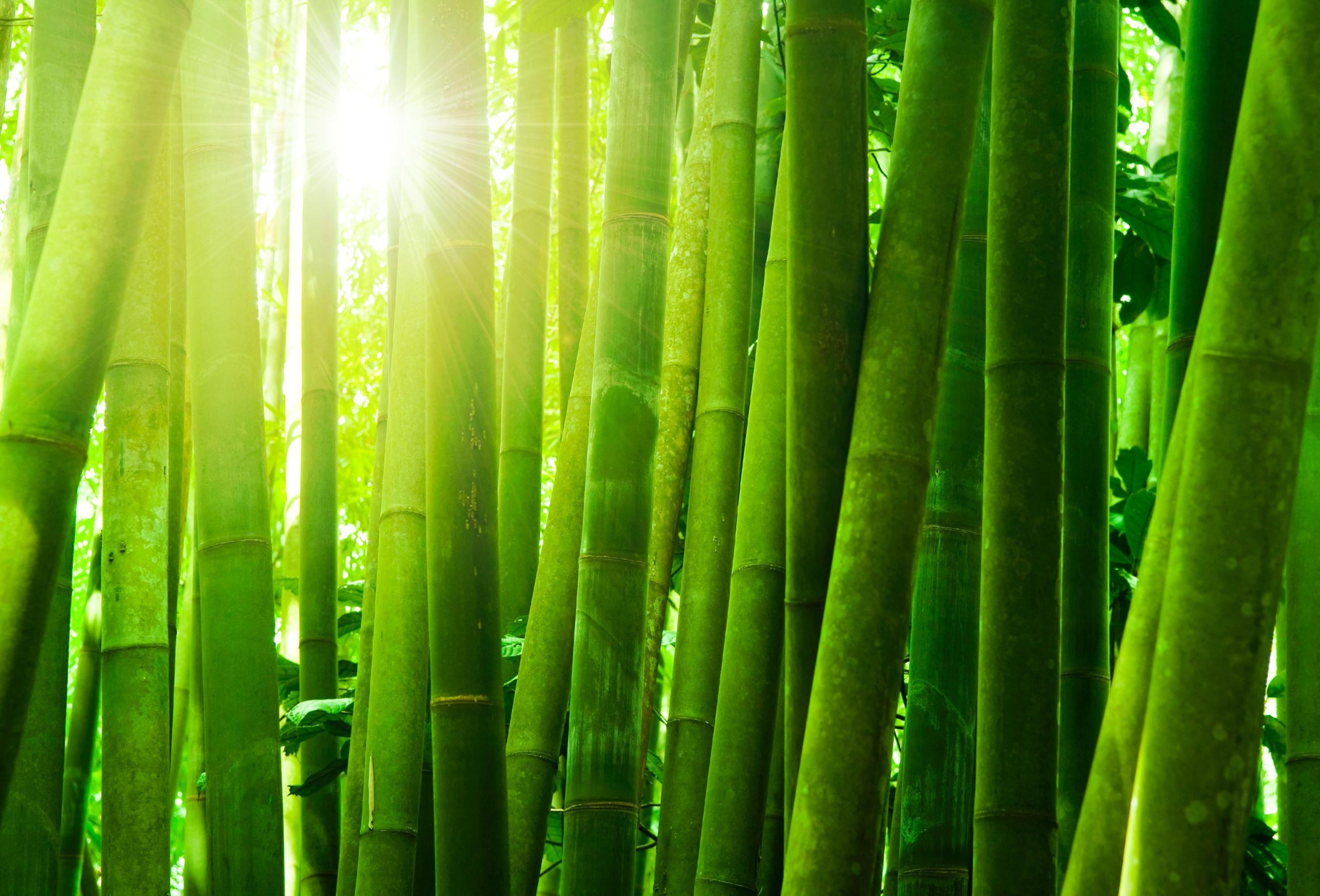 Wallpaper Of The Day: Bamboox1648 Bamboo Photo