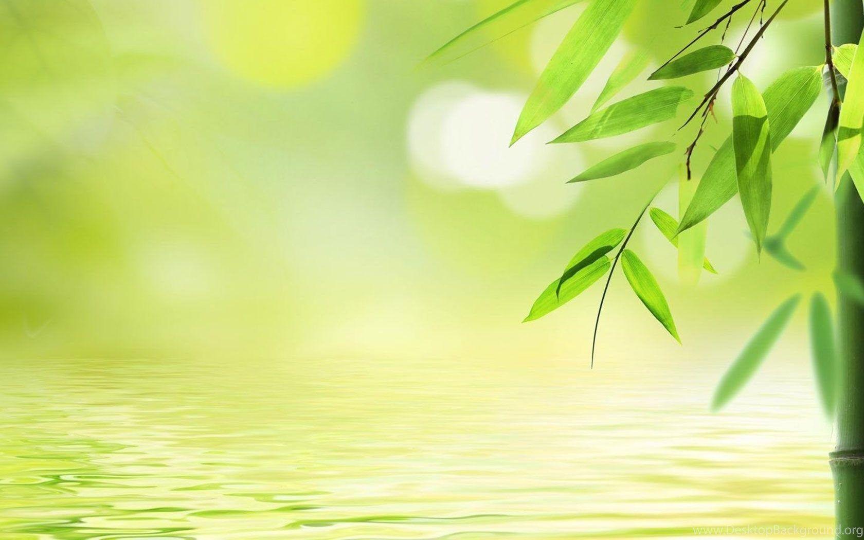 Clean Water Bamboo Leaves Photography Wallpaper Plant Desktop