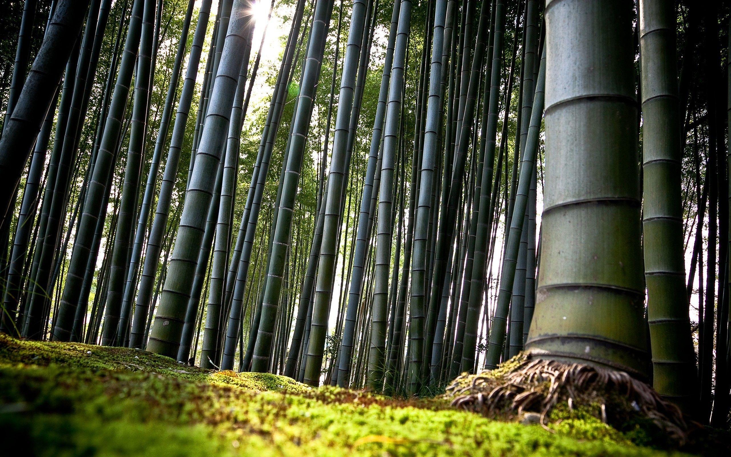 nature trees bamboo forest wallpaper and background
