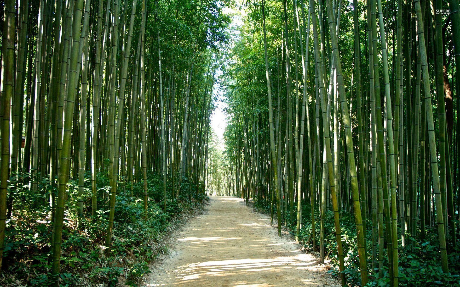 Bamboo Forest Korea Japan desktop PC and Mac wallpaper