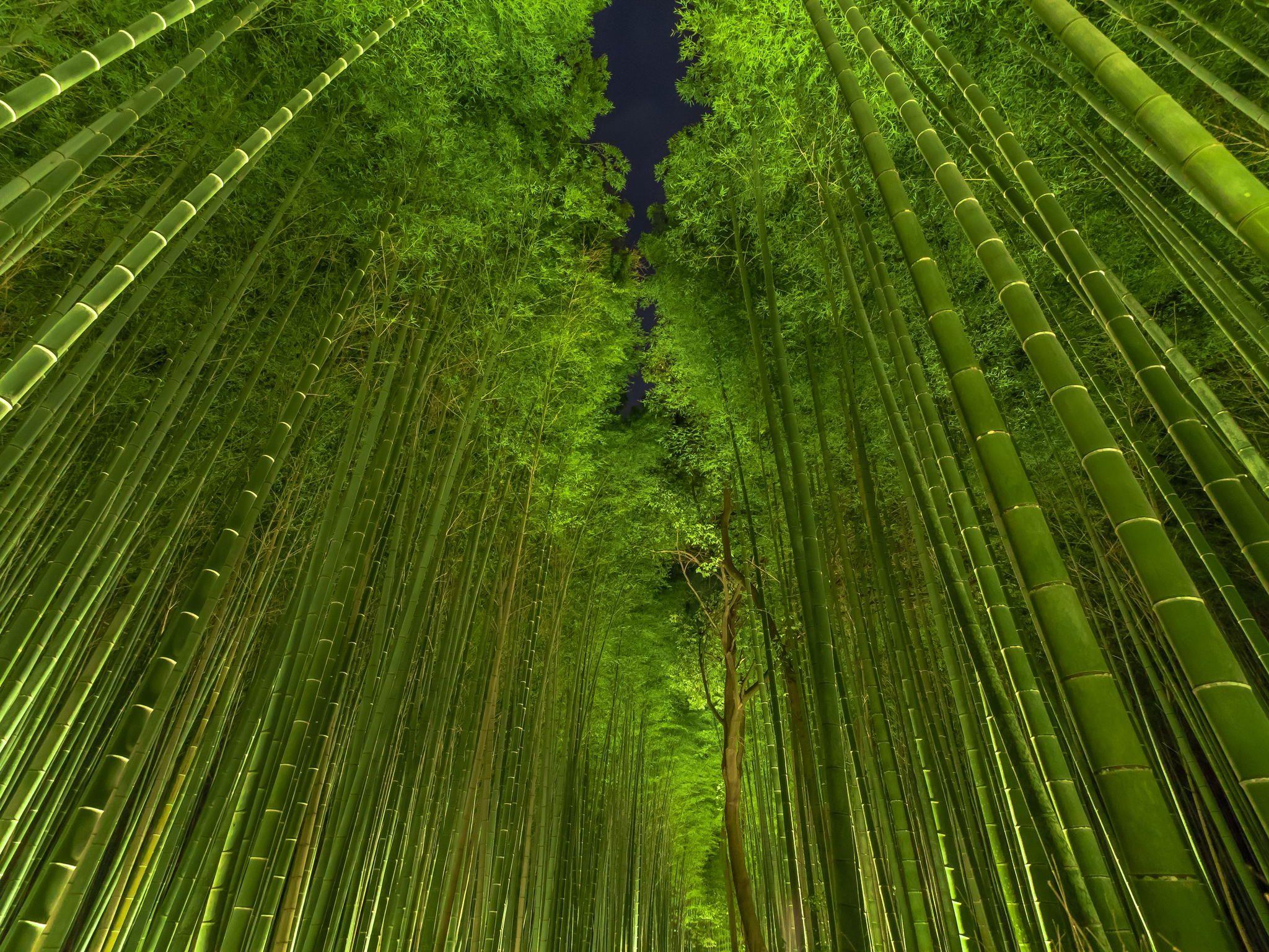 Bamboo Forest At Night. Natural Wonders. Bamboo, Nature photo, Japan