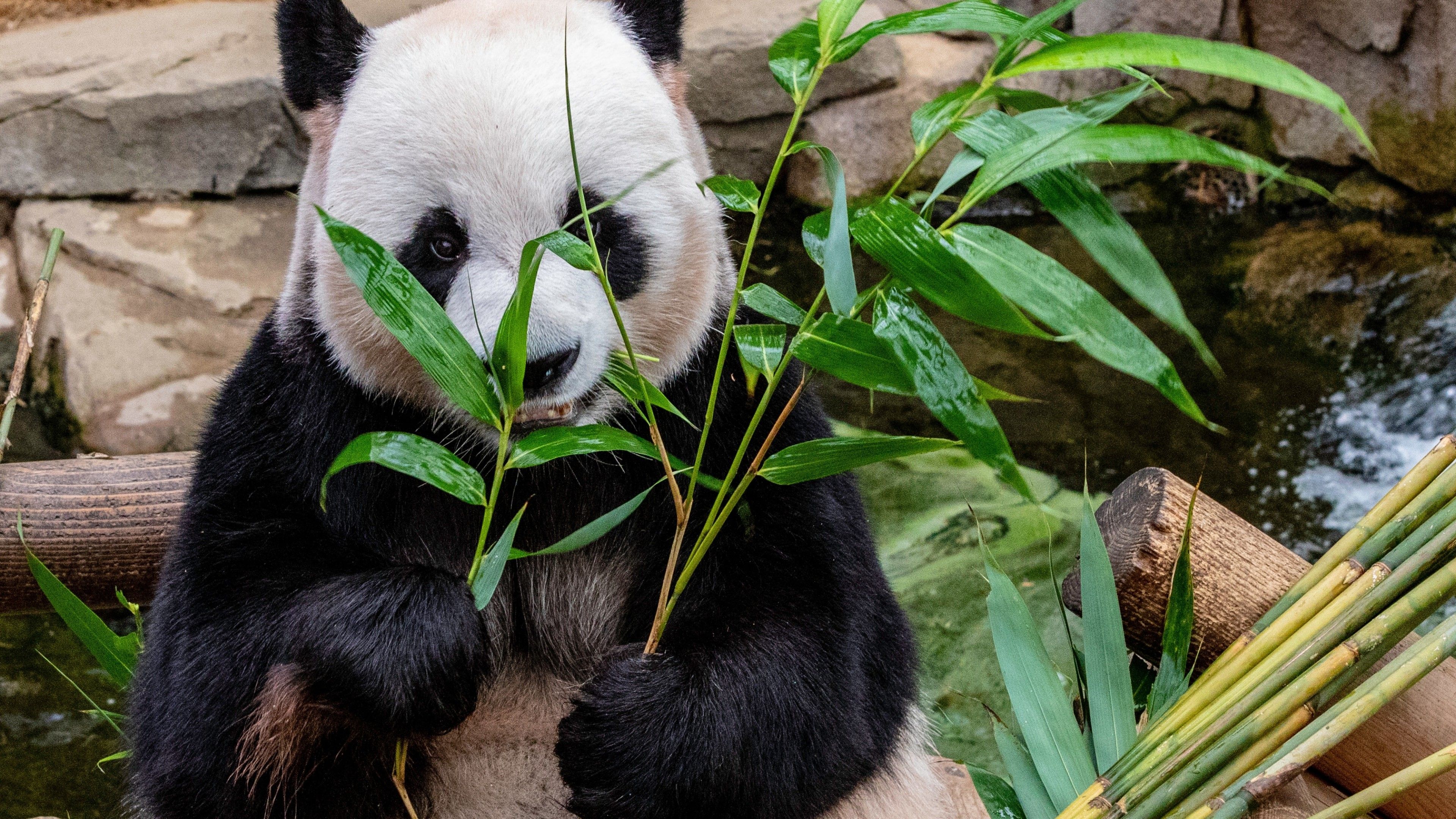 Download 3840x2160 Panda, Cute, Bamboo Leaves Wallpaper for UHD TV