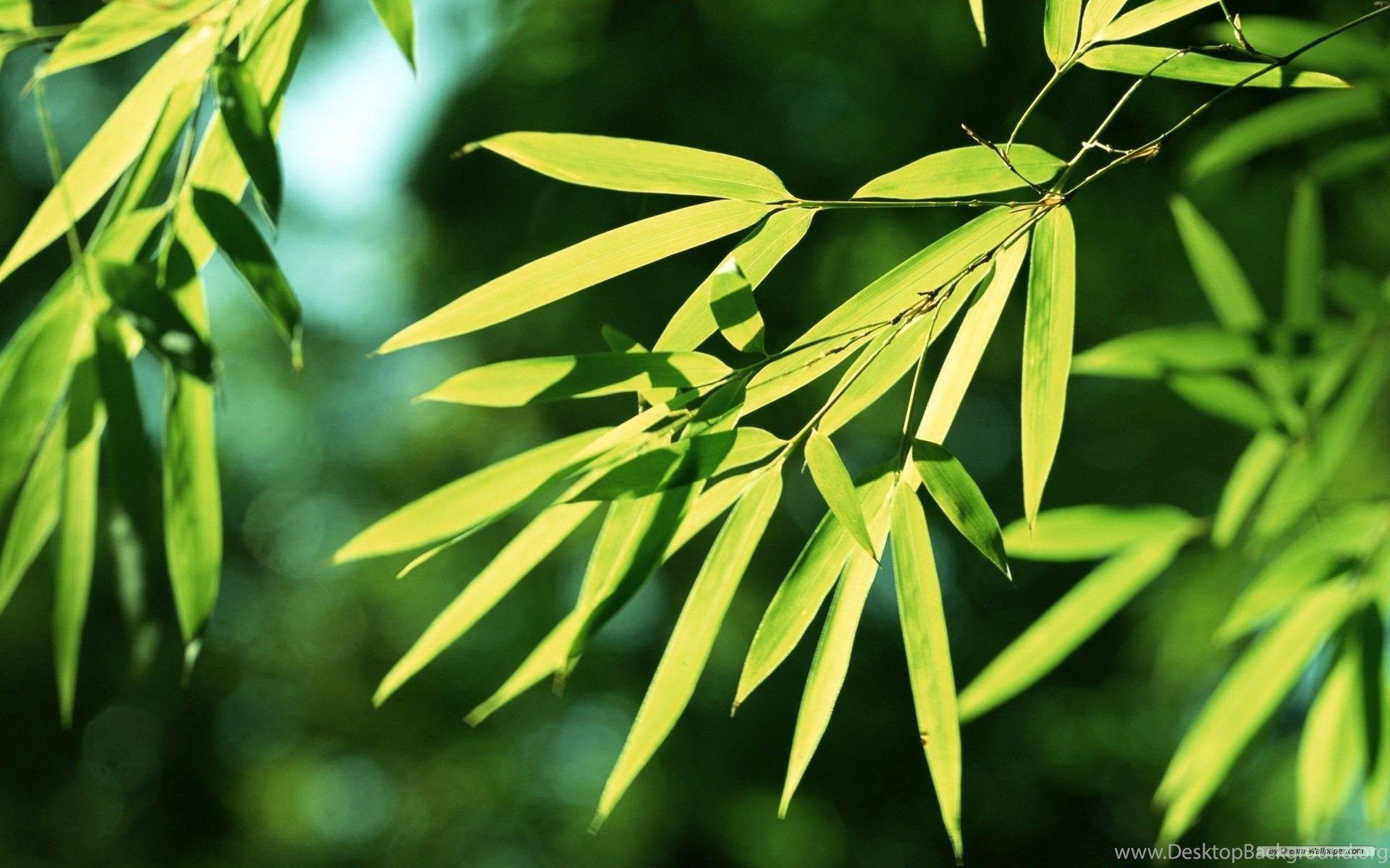 Free Wallpaper Free Nature Wallpaper Bamboo Forest Wallpaper