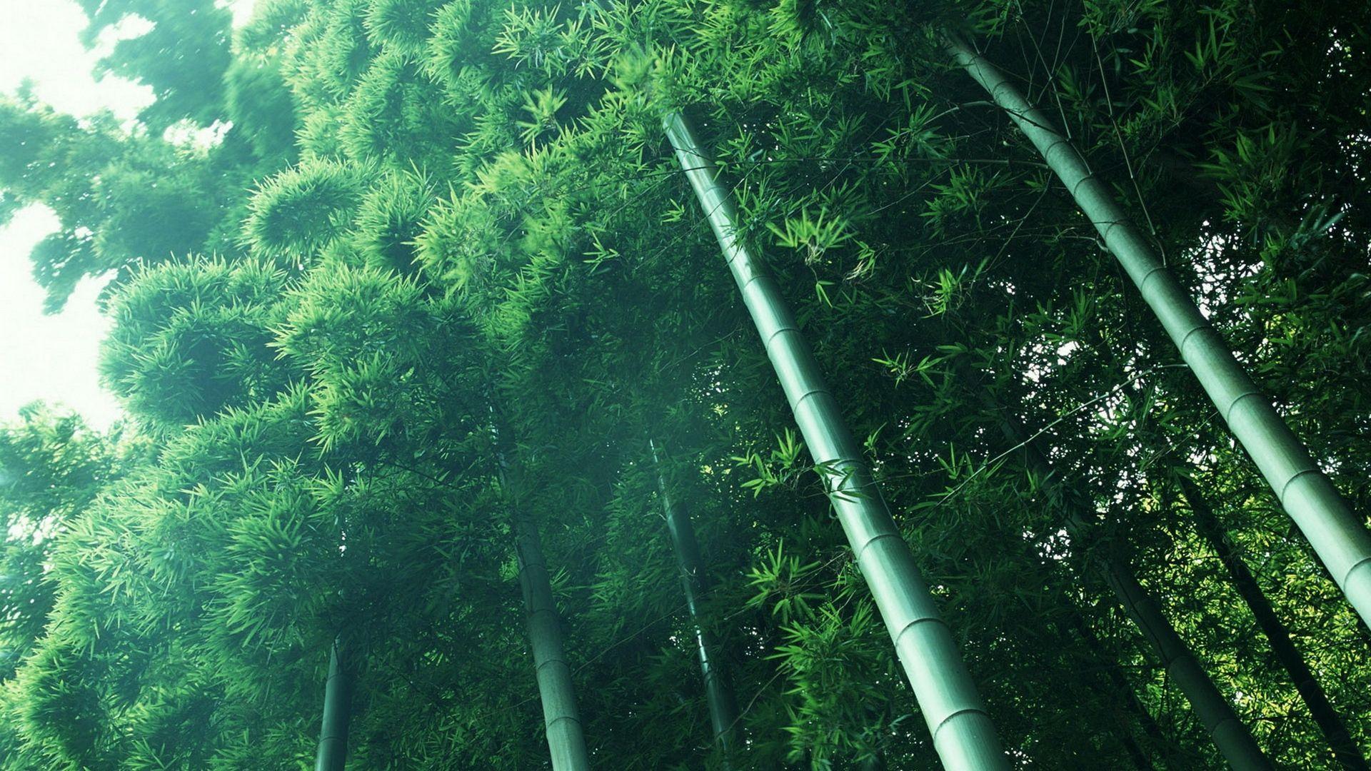 Download wallpaper 1920x1080 bamboo, stalks, leaves, razmytost