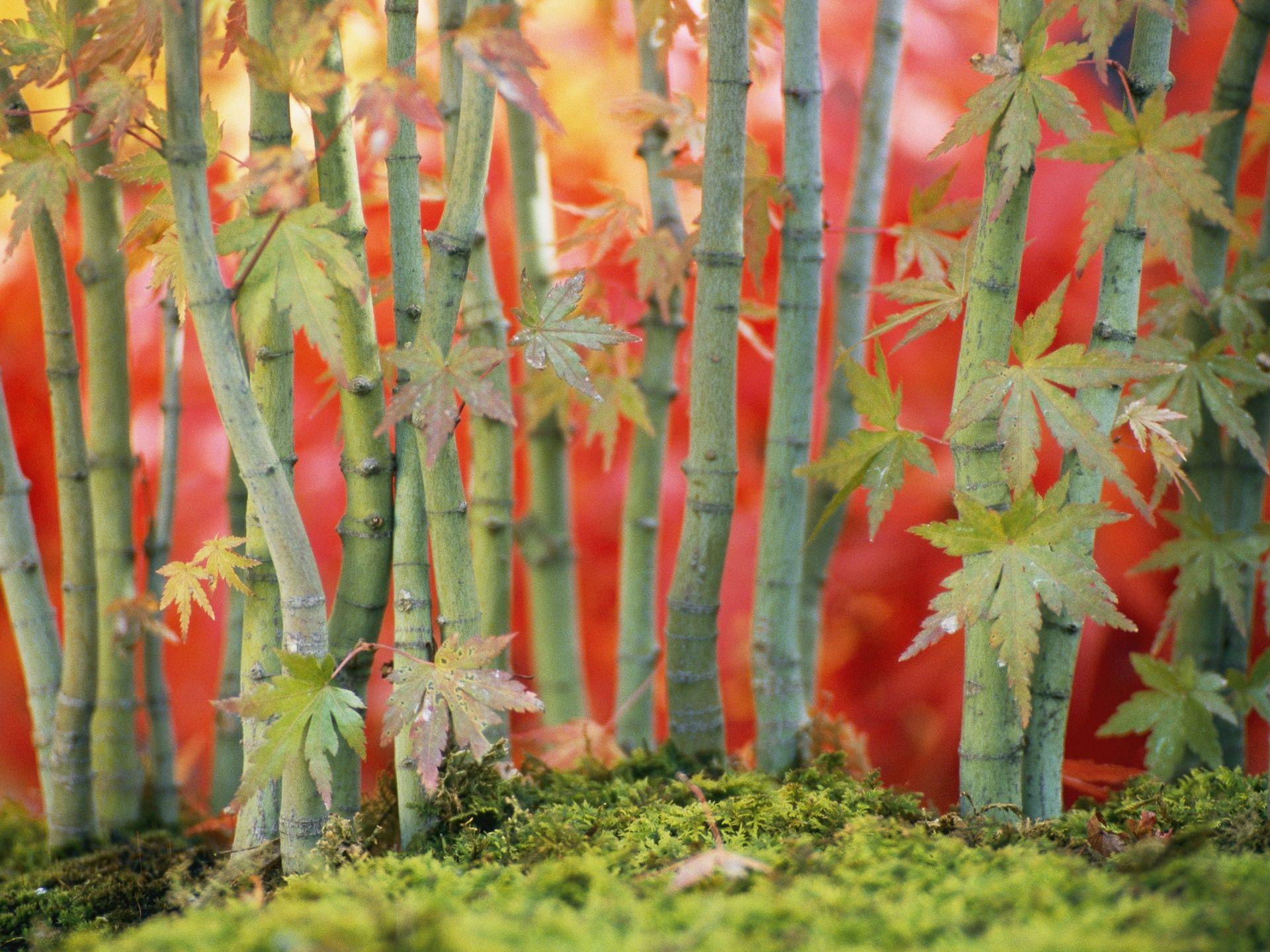 Bamboo desktop PC and Mac wallpaper