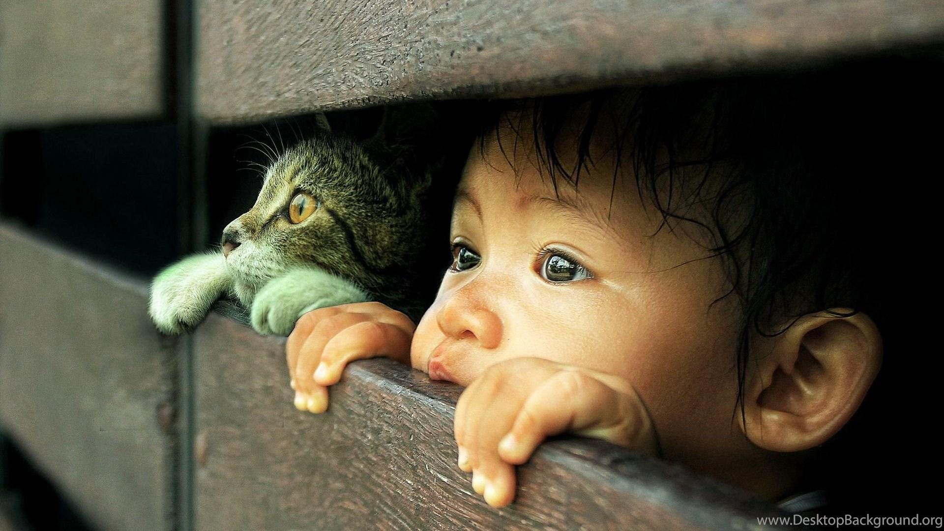 Situations, Innocence, Child, Cat, Friend, Mood, Hope, Wallpaper HD