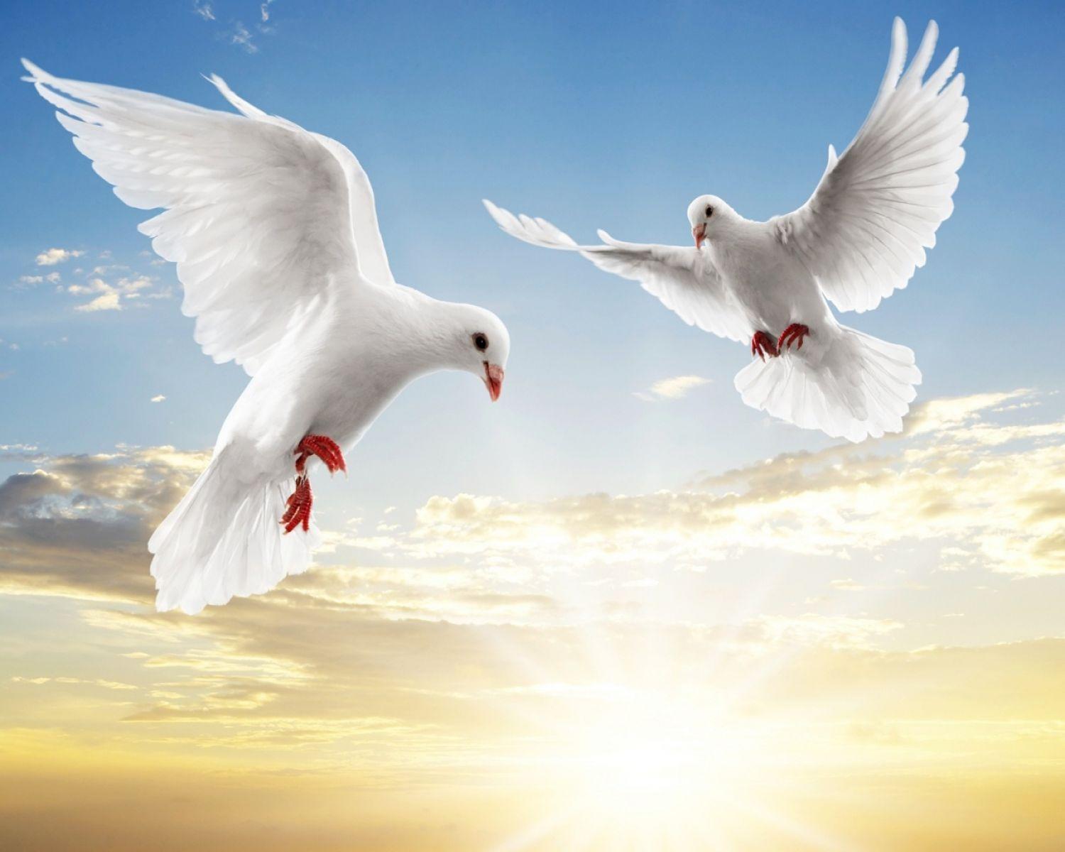 A Dove Pair With Ray Of Hope. HD Animals and Birds Wallpaper