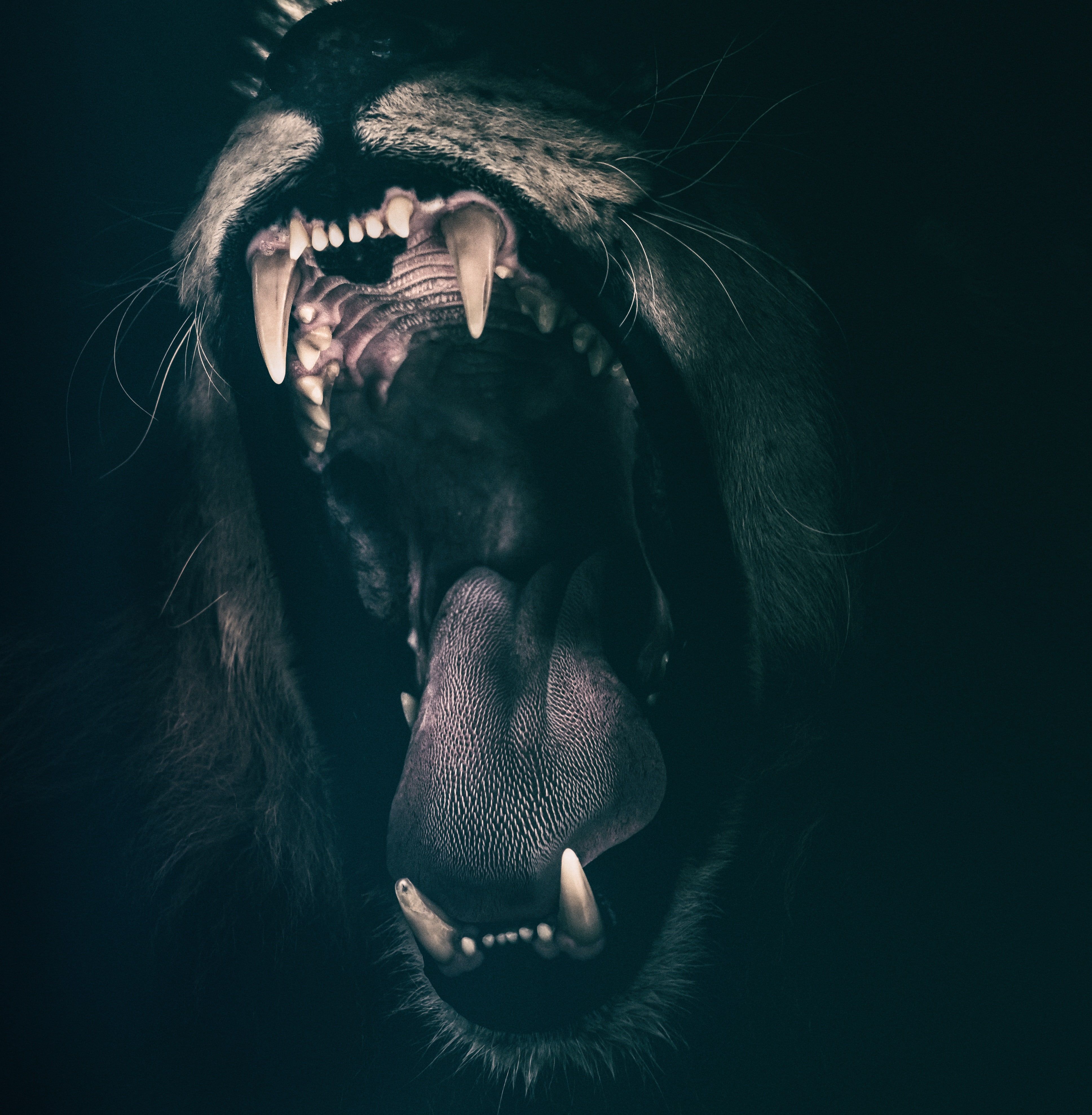 Lion Teeth Roar Fear Angry Wallpaper and Free