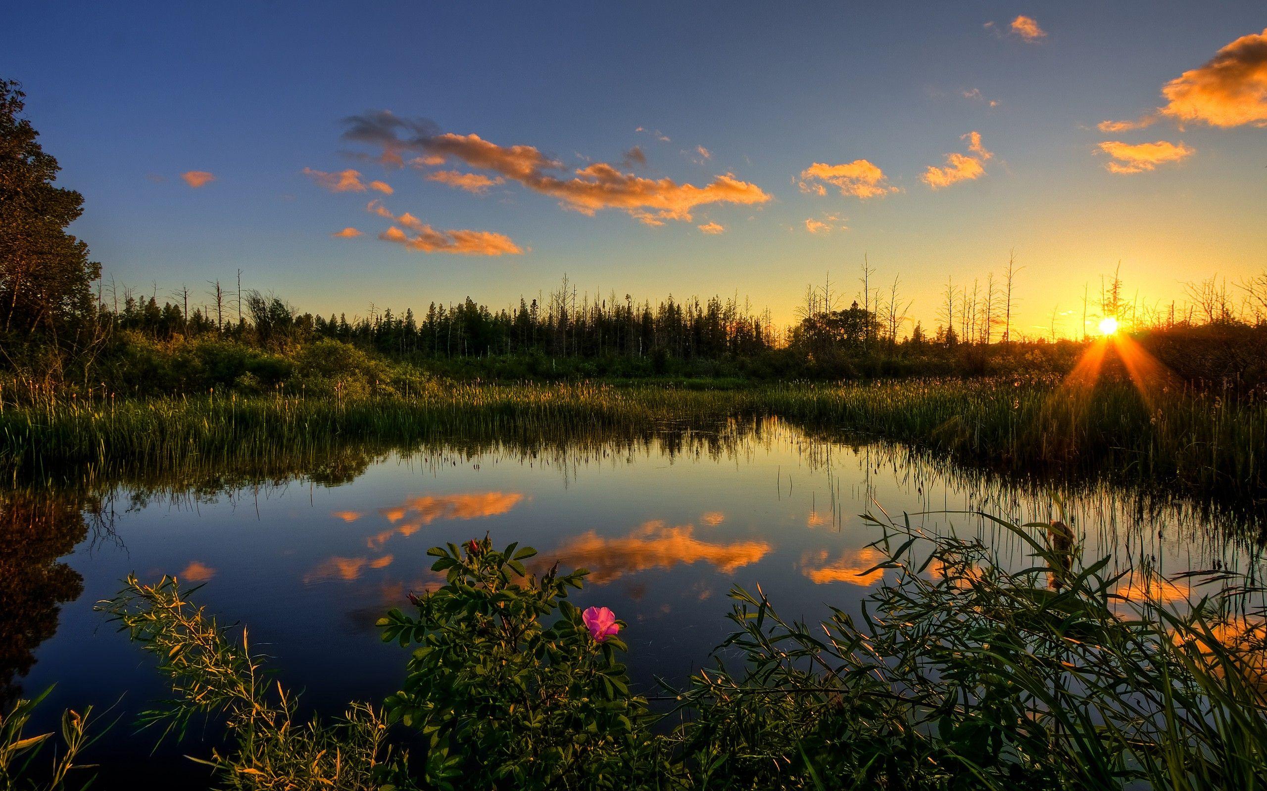 landscapes, nature, forest, ponds, lakes wallpaper