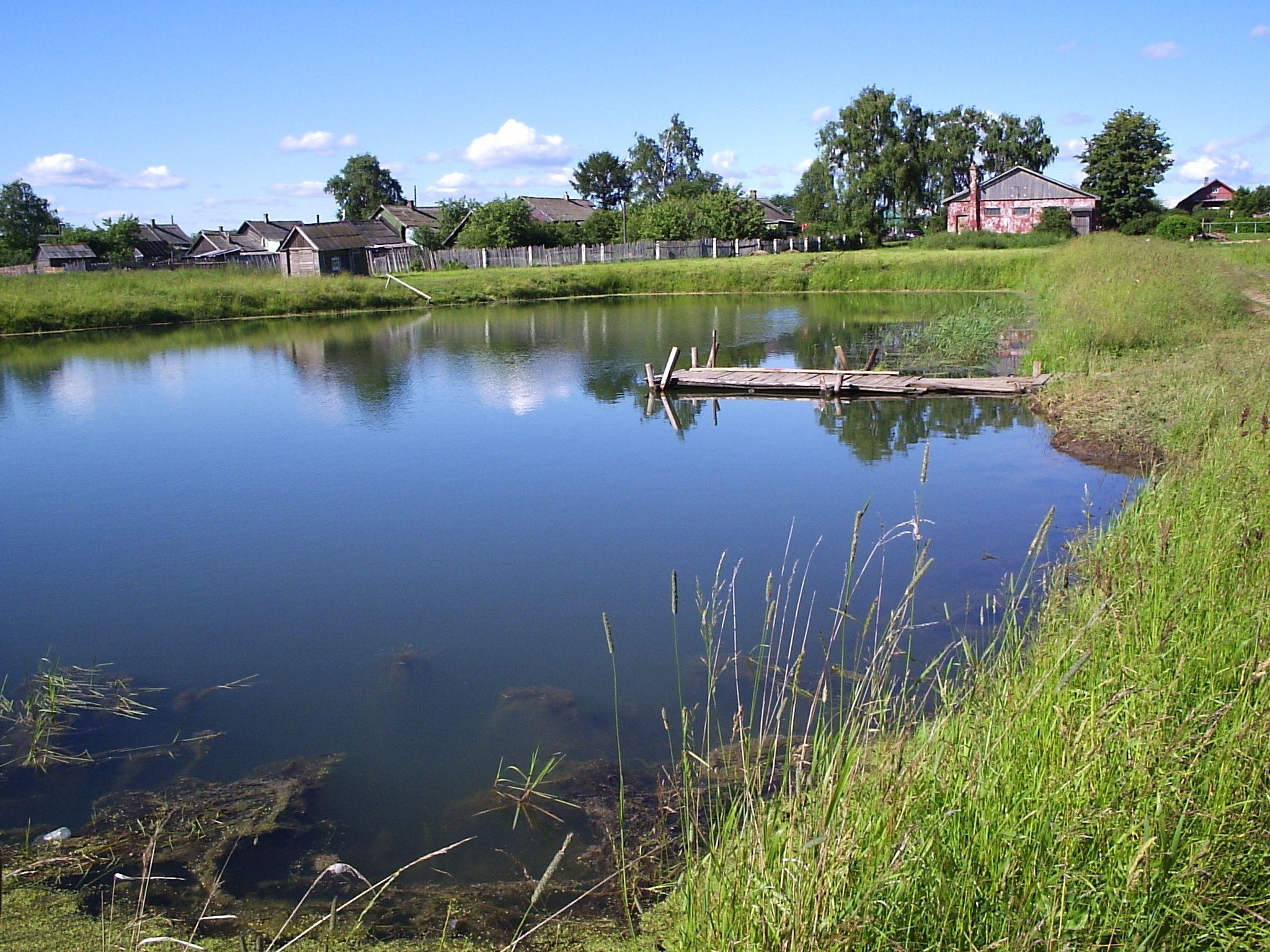 Pond wallpaperx1536