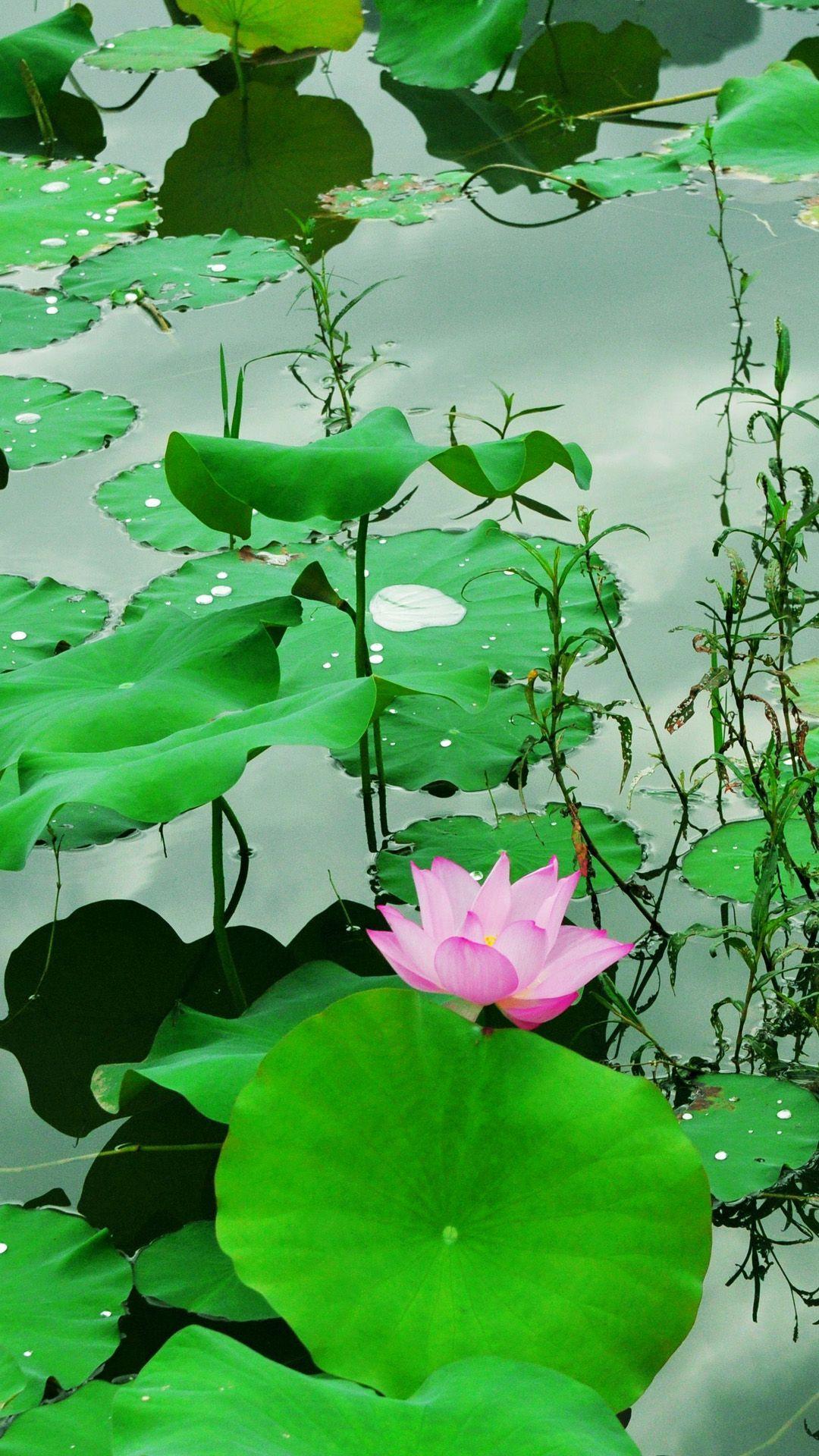 Fresh Lotus Pond iPhone 8 Wallpaper