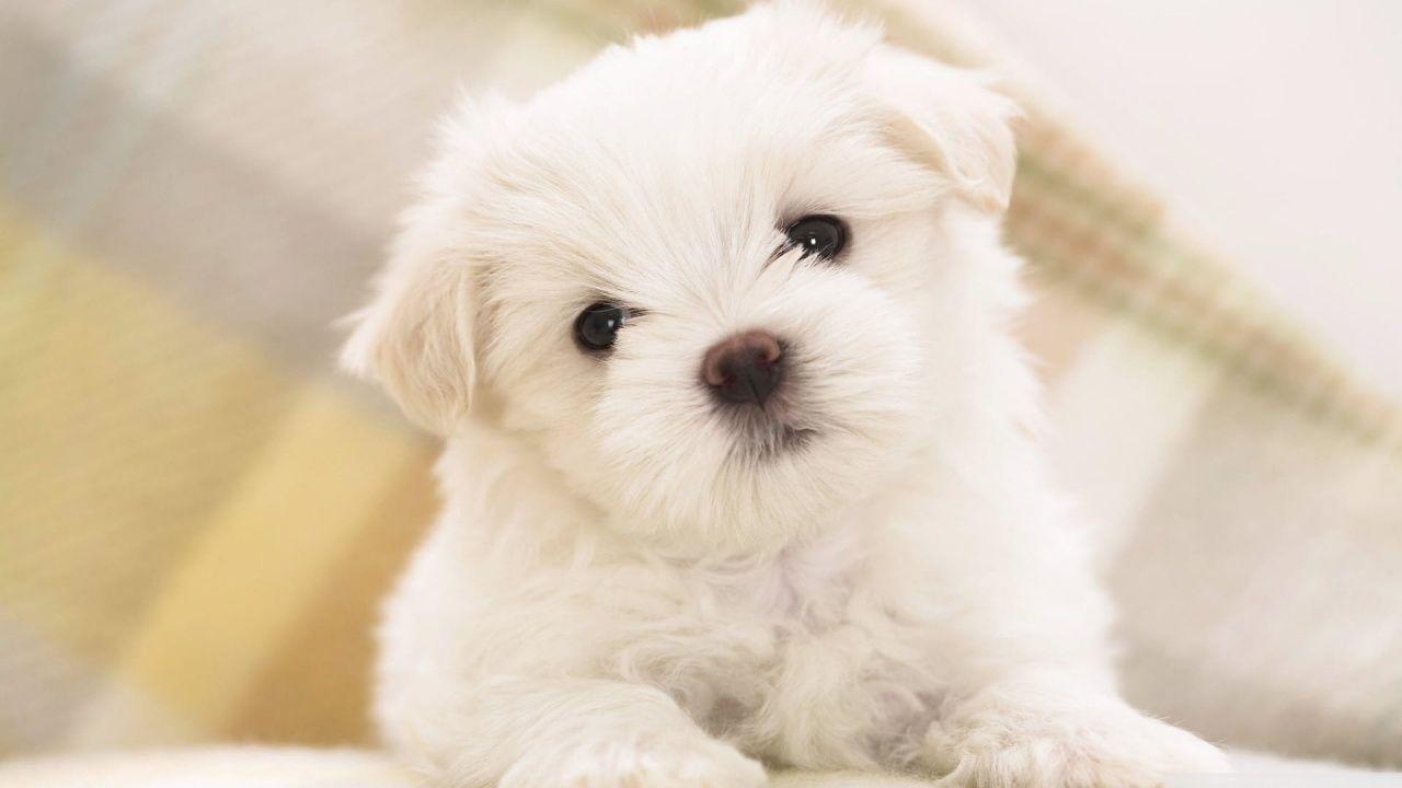 cute white fluffy puppies