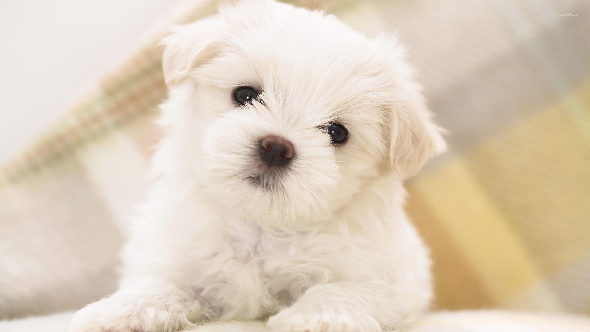 Cute white fluffy puppy with black eyes wallpaper