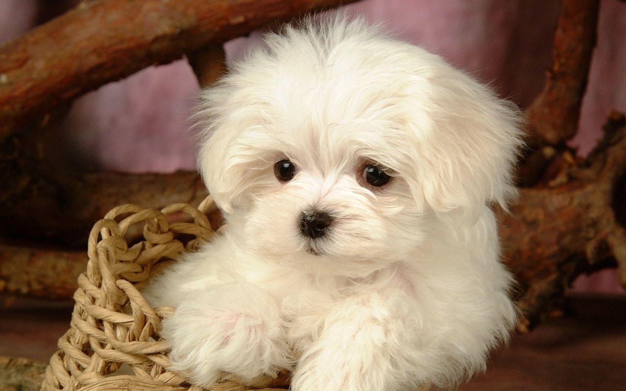 Cute fluffy puppy wallpaper