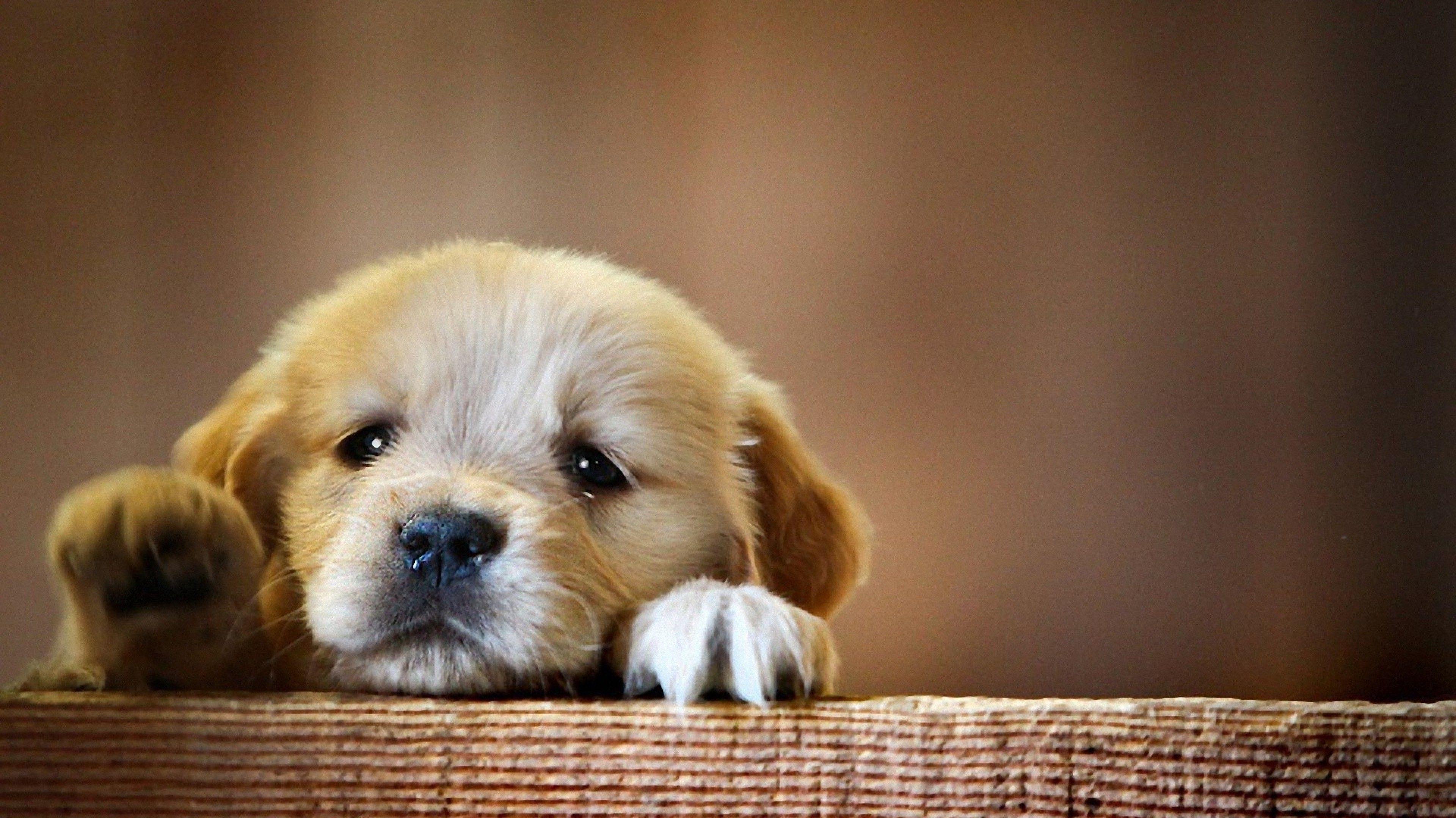 Puppy Snout Dog, HD Animals, 4k Wallpaper, Image, Background