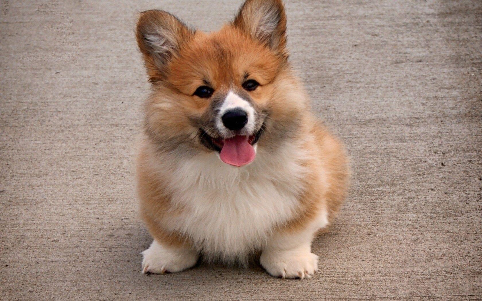 fluffy-puppy-wallpapers-wallpaper-cave