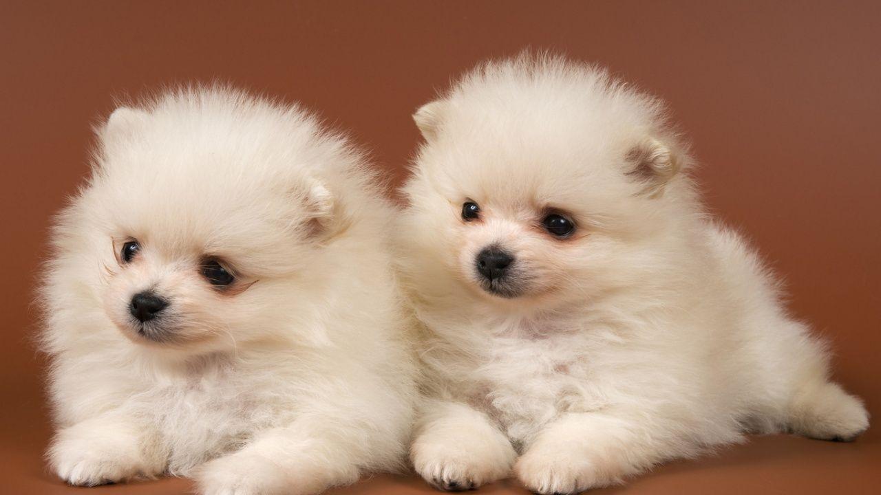 Best 6 HD Chow Chow Puppies Wallpaper. Chow. Chow