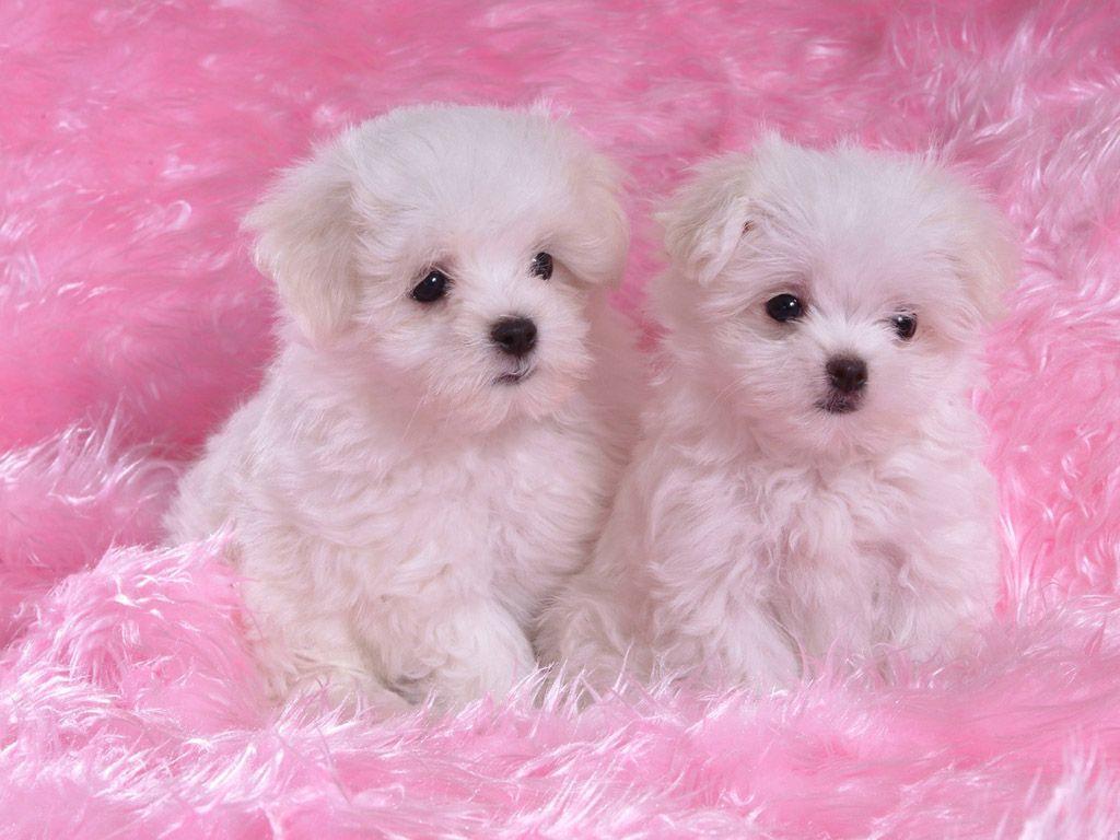 Fluffy Puppy Wallpapers - Wallpaper Cave