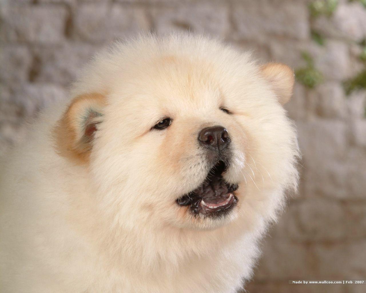 Fluffy Chow Chow Puppies wallpaper Chow puppy Picture