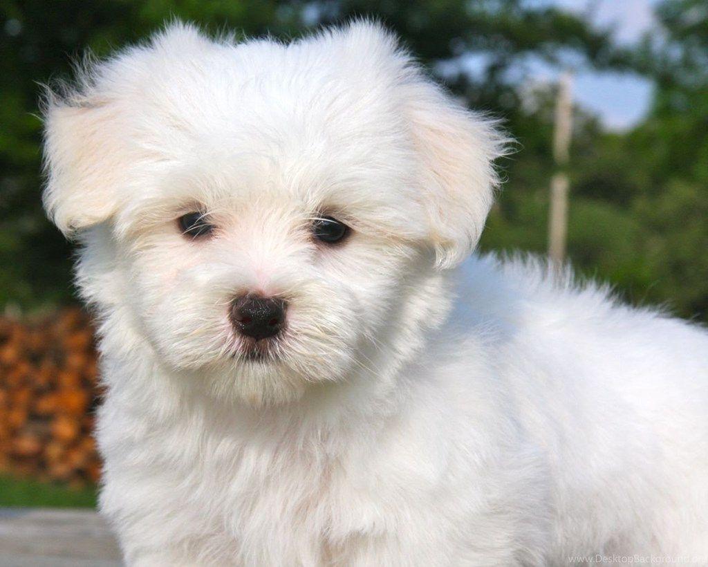 Fluffy Puppy Wallpapers - Wallpaper Cave