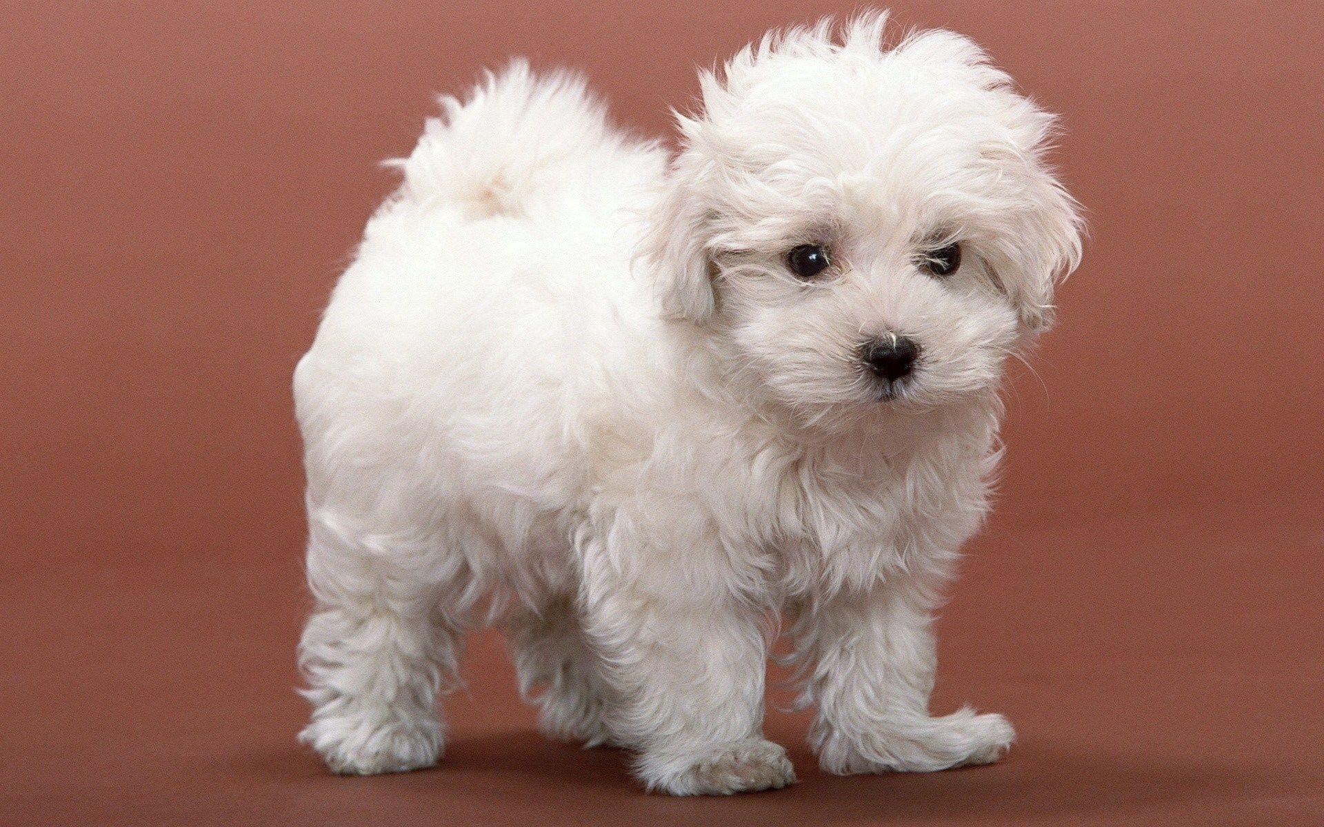 White Fluffy Puppy Wallpaper And Image Puppies