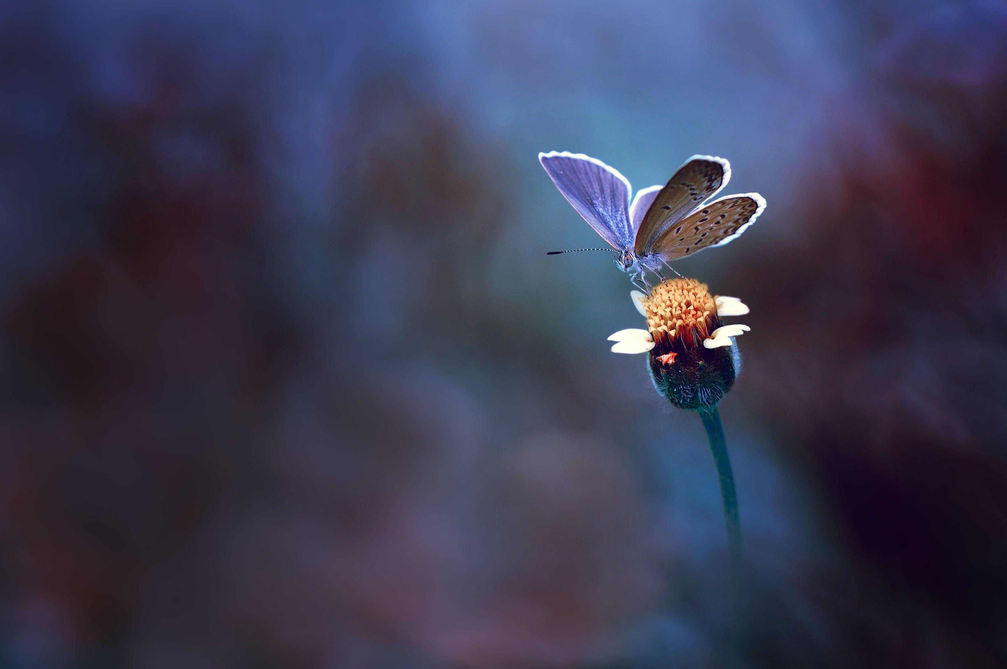 Wallpaper Butterfly, Yellow flower, Macro, HD, Photography