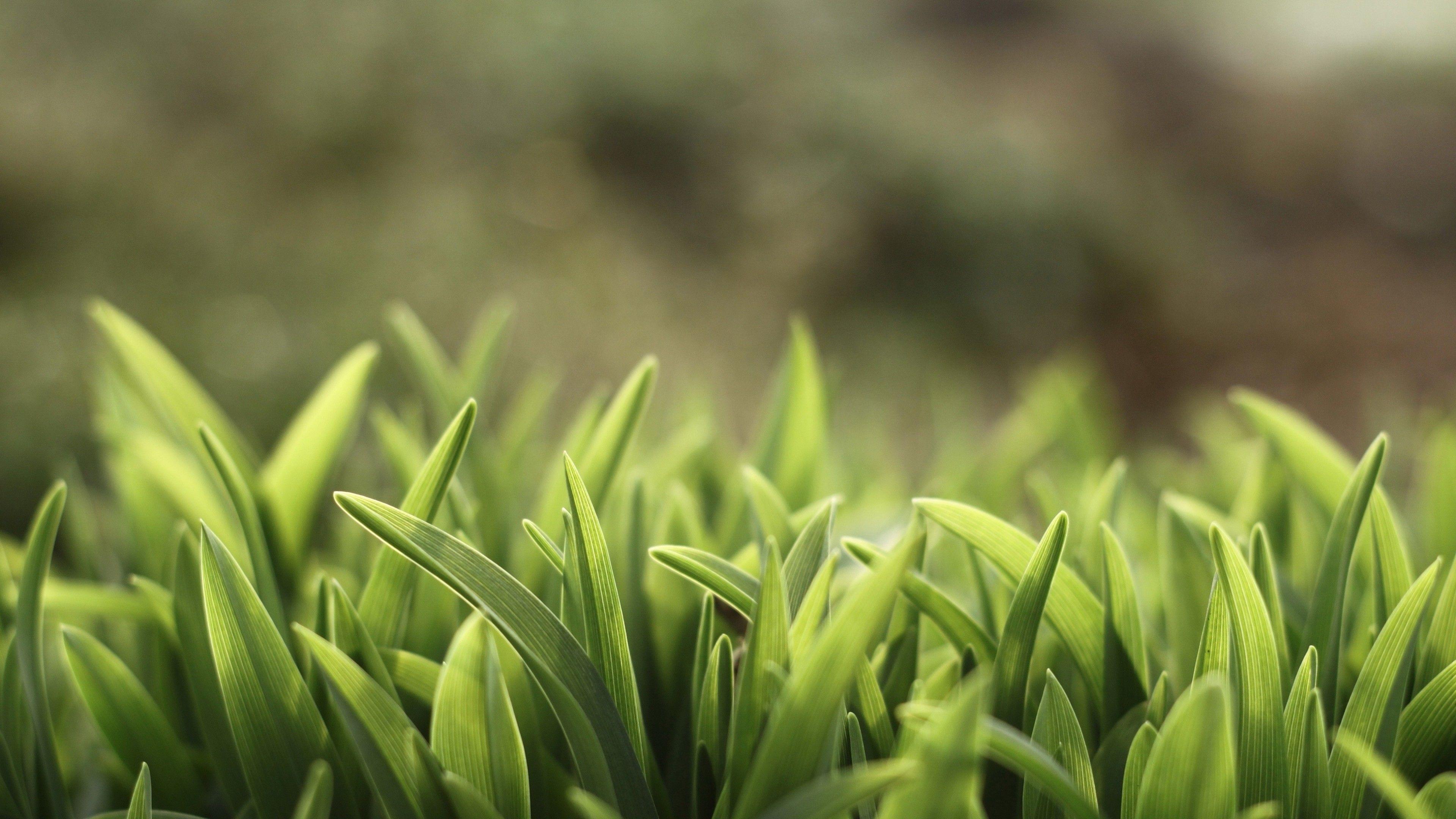 Wallpaper Green grass, 5k, 4k wallpaper, macro, Nature