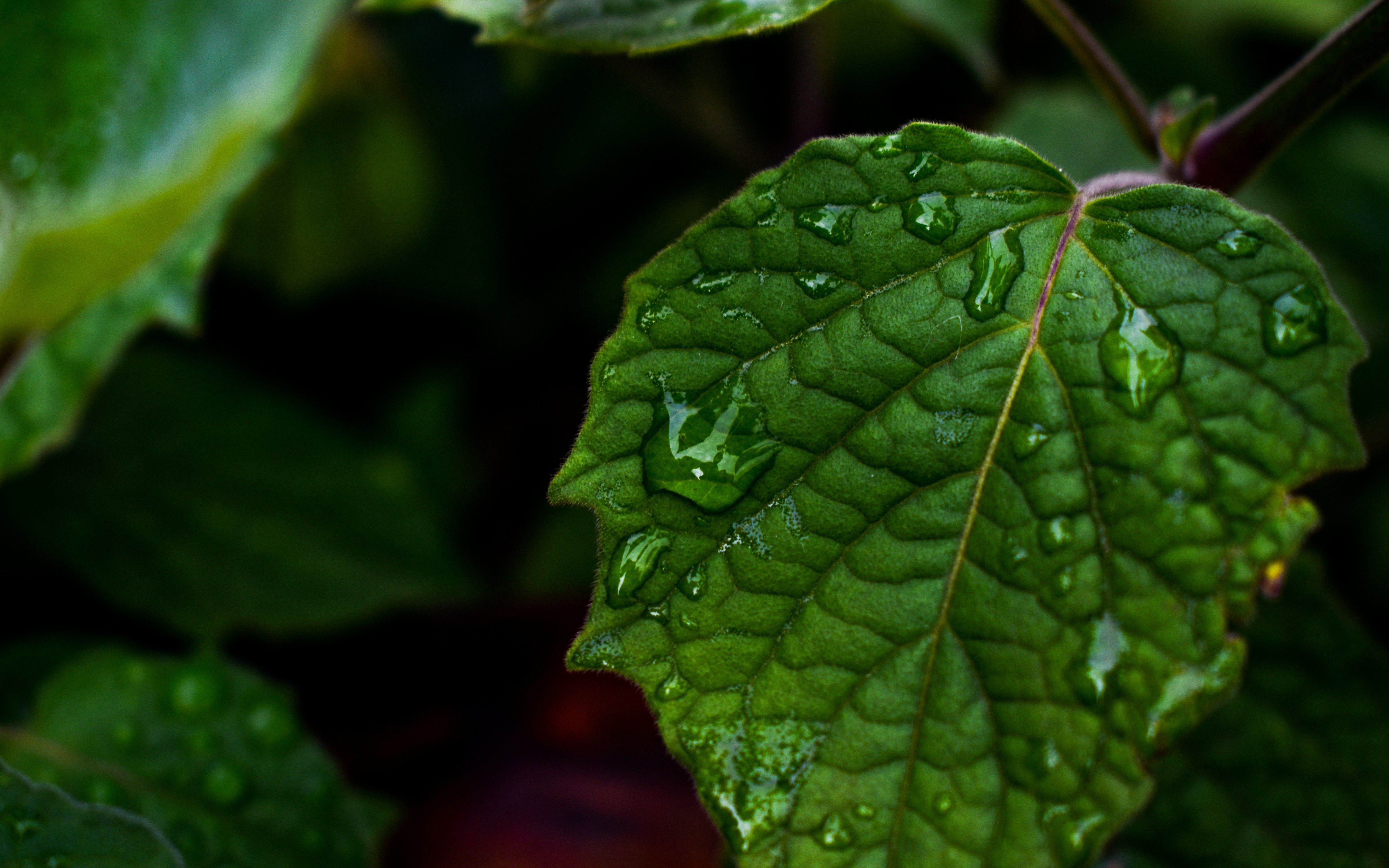 Download 5760x3600 Green Leaf, Water Drops, Macro Wallpaper