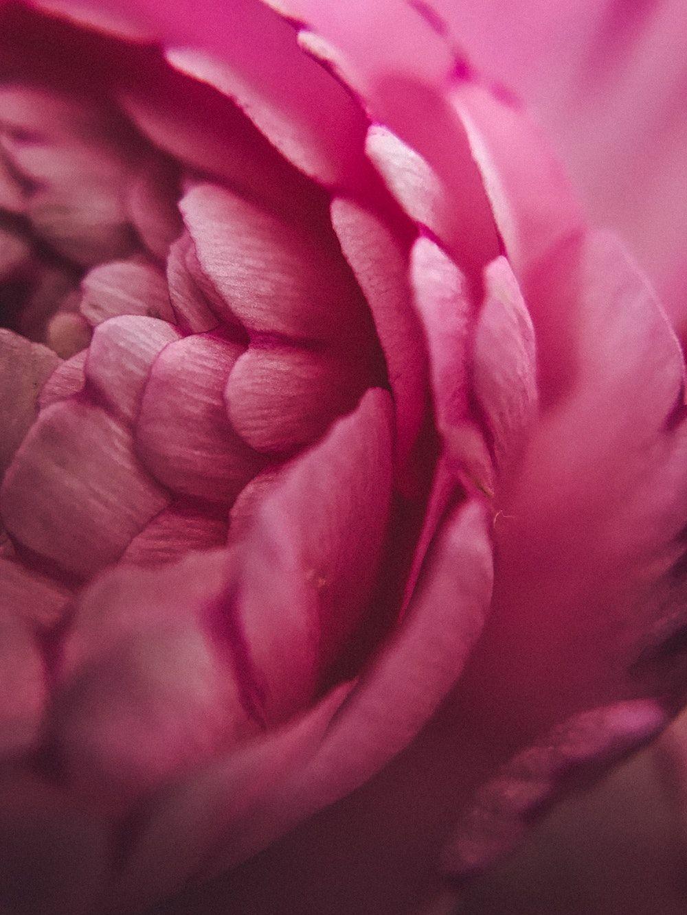 Macro Picture [HD]. Download Free Image