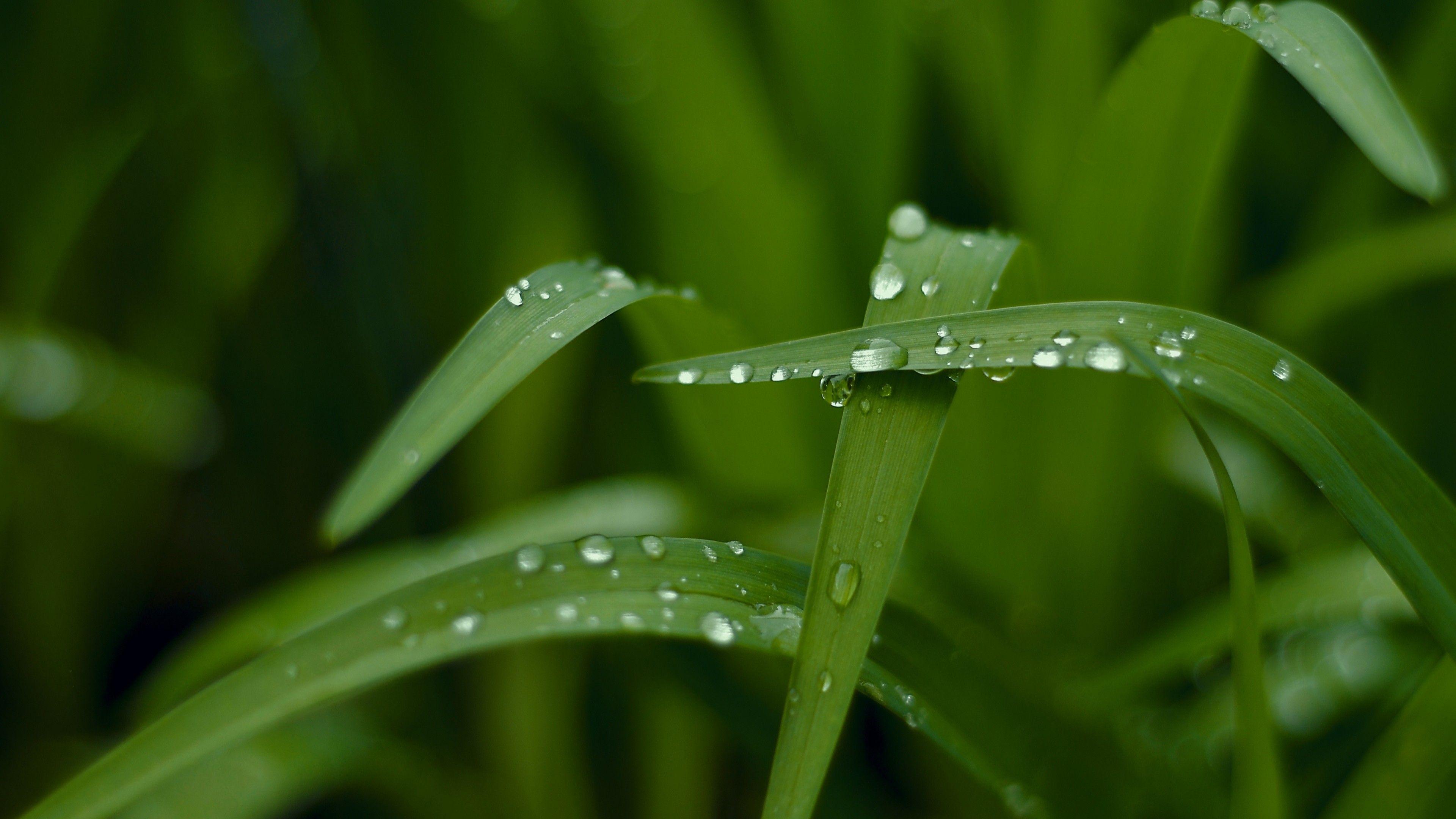 Wallpaper Grass, HD, 4k wallpaper, macro, drops, green