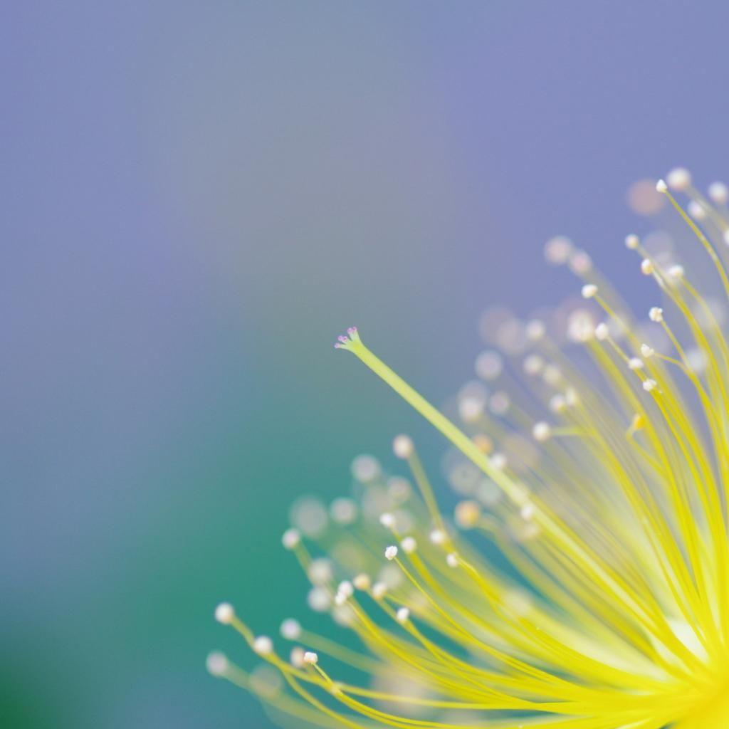 Flowers Macro Wallpaper 1 X 1050