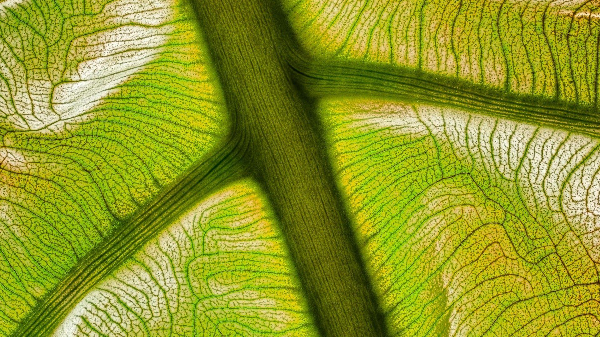 Macro Leaf HD Wallpaperx1080