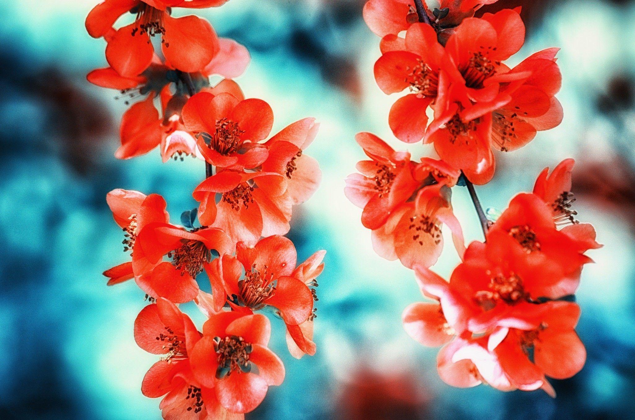 FLOWERS MACRO. flowers, Macro Wallpaper HD. Макро мир