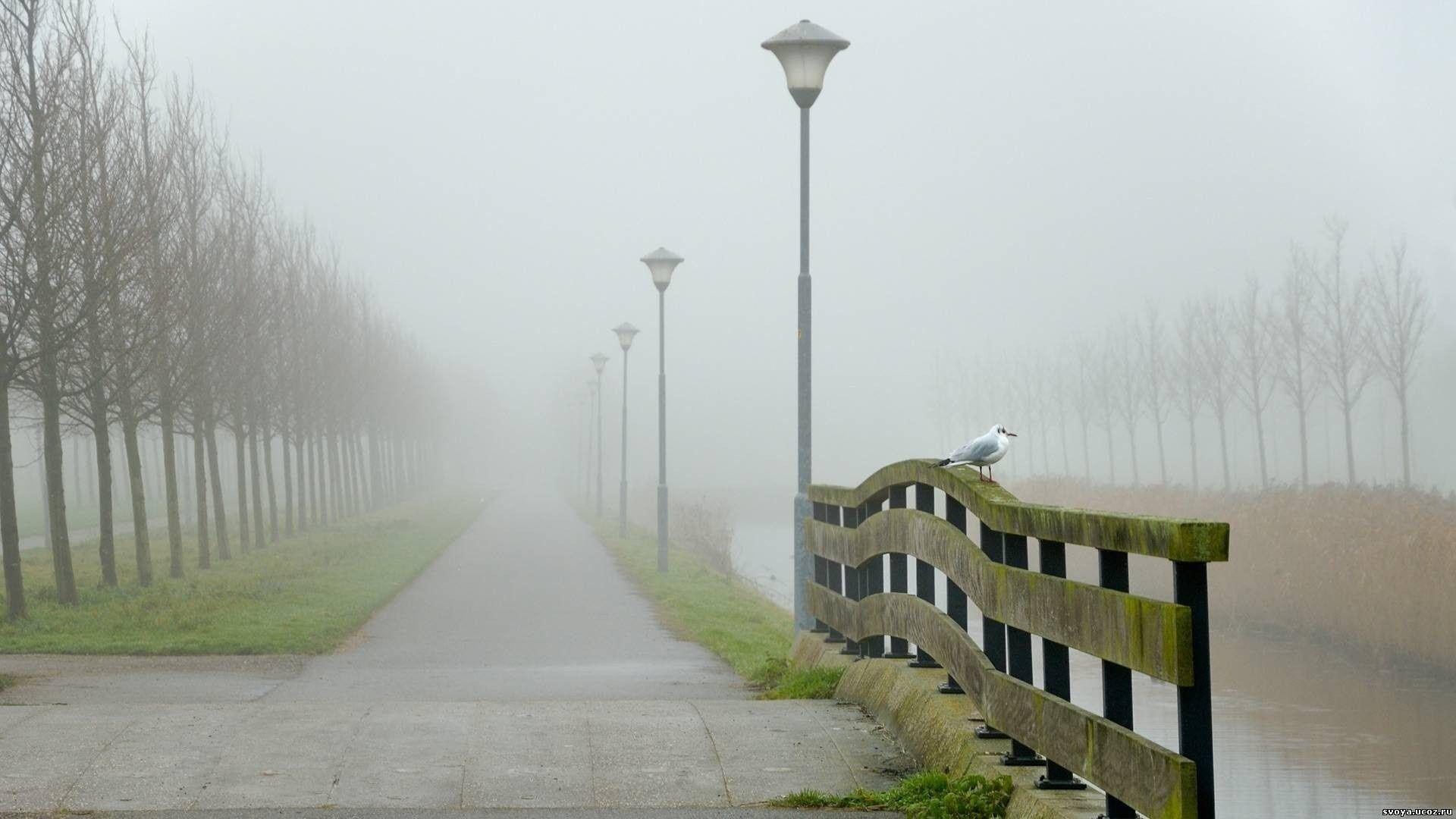 top best photographs of fog image. image of fog wallpaper HD