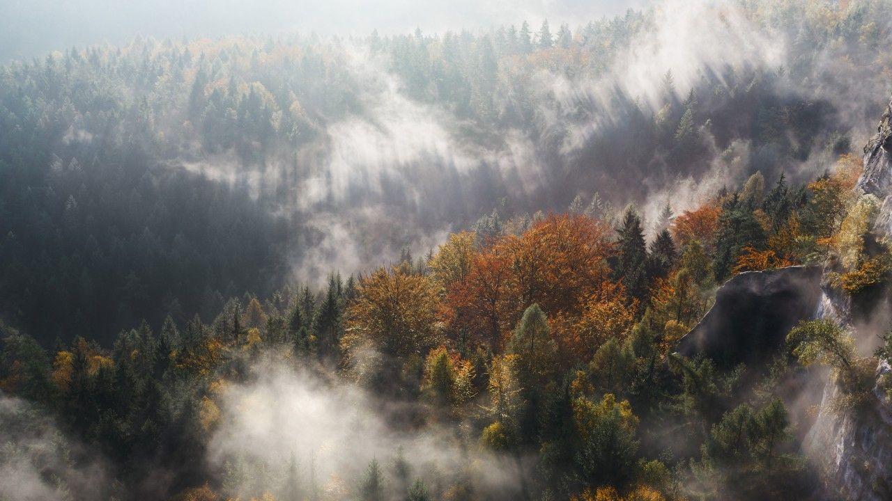 Wallpaper Forest, Fog, Trees, Woods, 4K, Nature