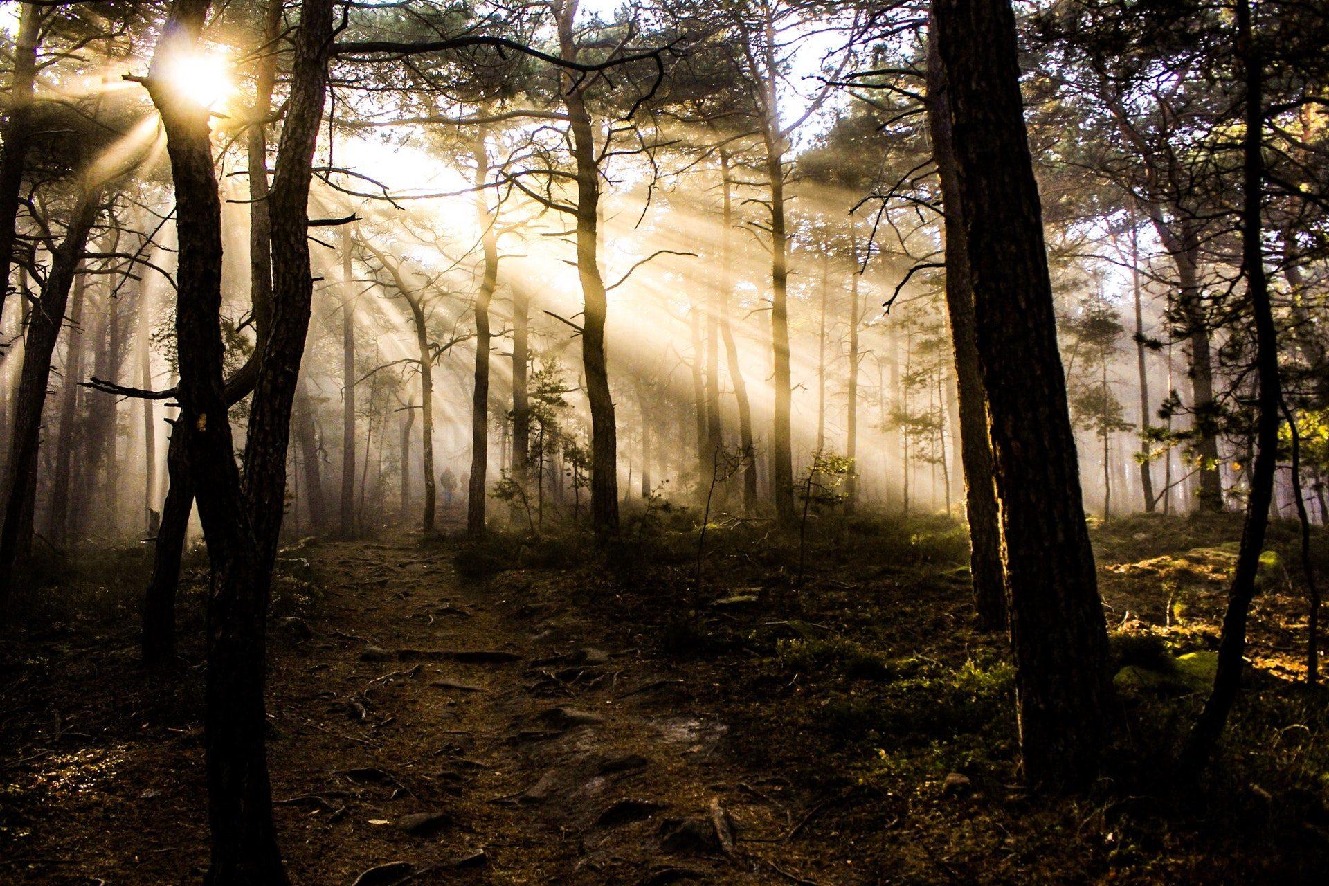 Morning Sun Rays with Fog Wallpaper Free Download