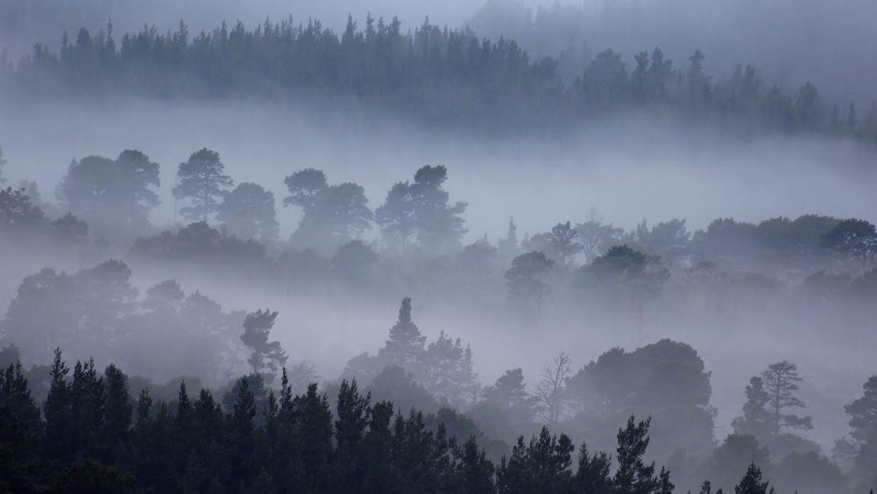 Nature mountain forest fog tree landscape HD wallpaper wallpaper