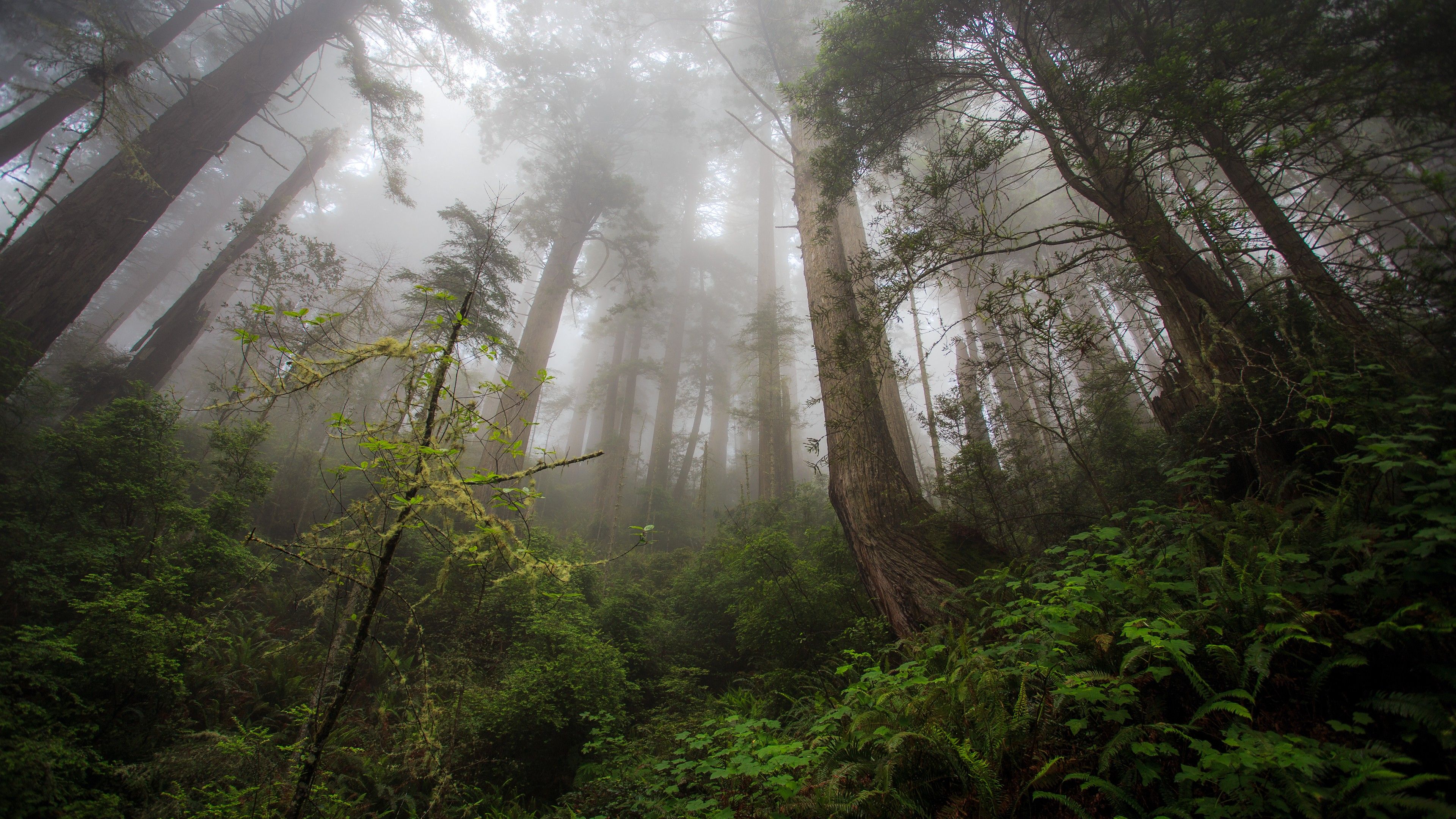 Wallpaper fog, 4k, HD wallpaper, forest, green, plants, Nature