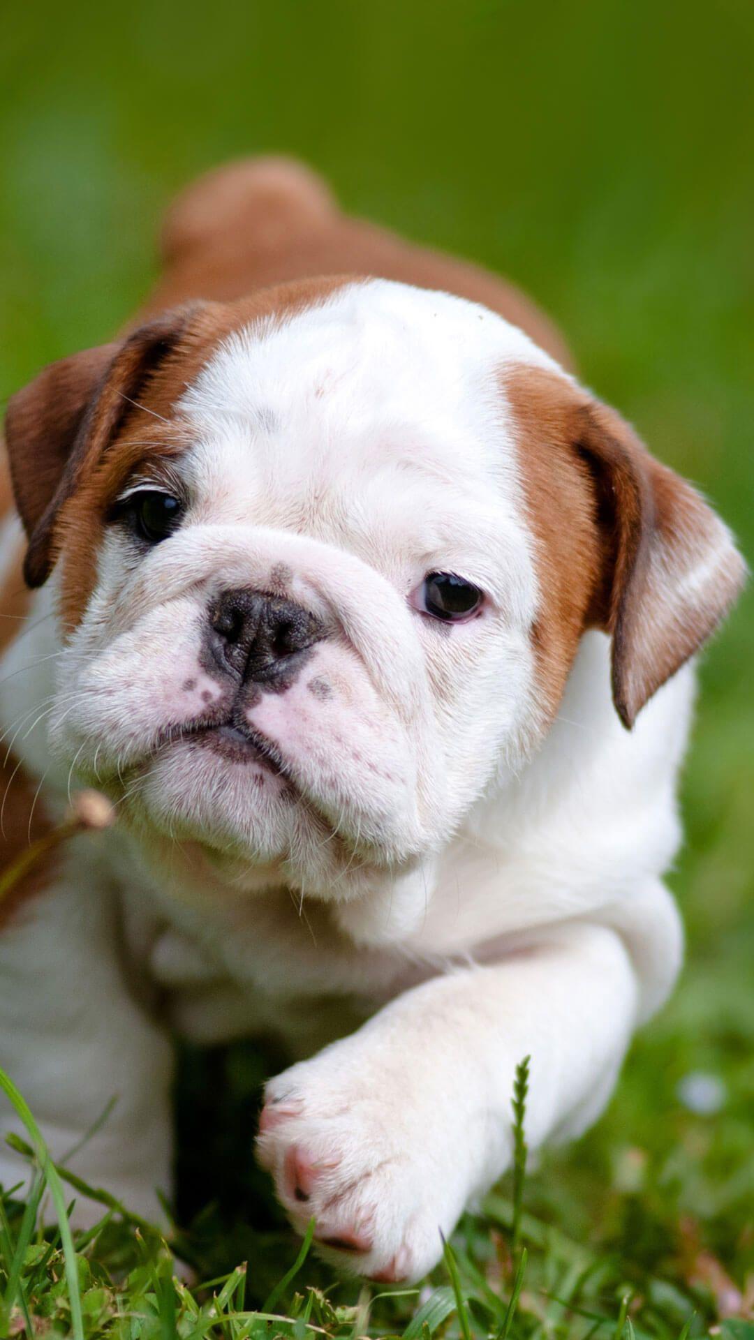 Cute English Bulldog Puppies iPhone Wallpaper HD. Animal Wallpaper