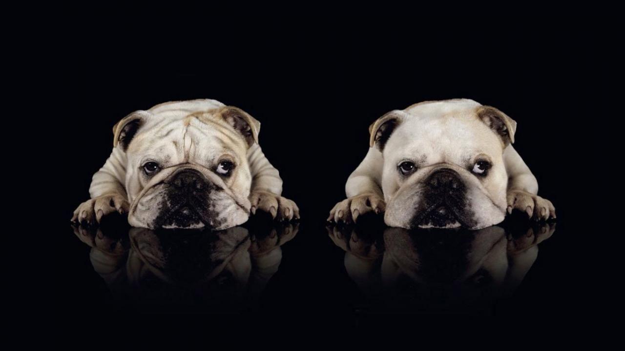 Bulldog Wallpaper 13 X 768
