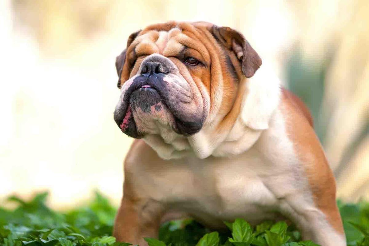English Bulldog Wallpaper for Android