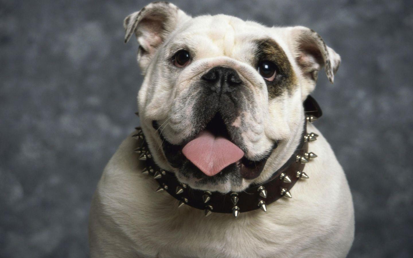 English Bulldog Wallpaper in jpg format for free download