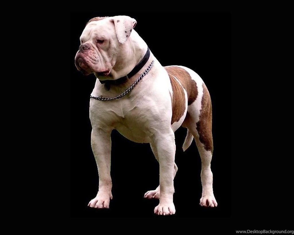American Bulldog Wallpaper, New Wallpaper, New Wallpaper Desktop