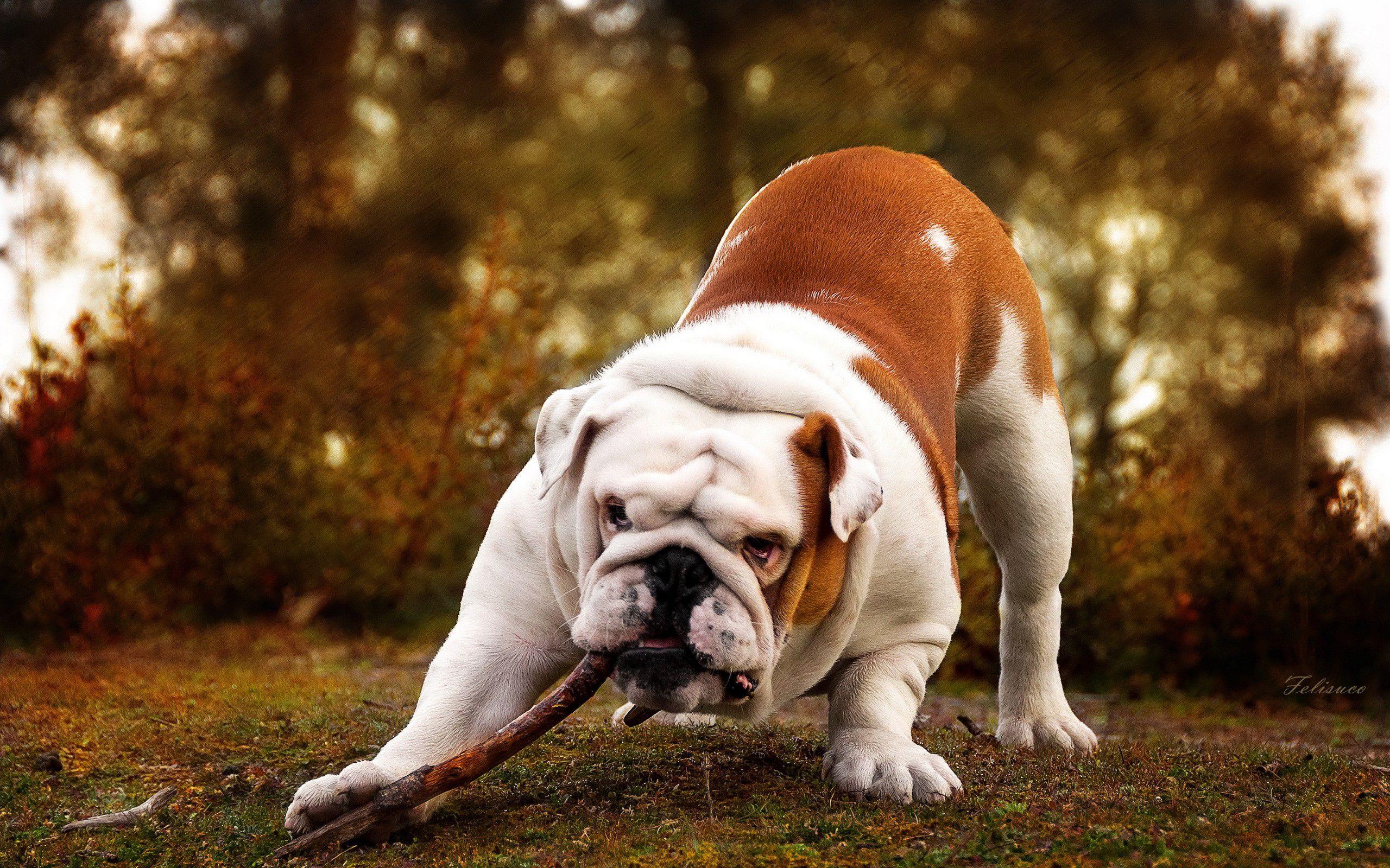 Bulldog Wallpapers - Wallpaper Cave