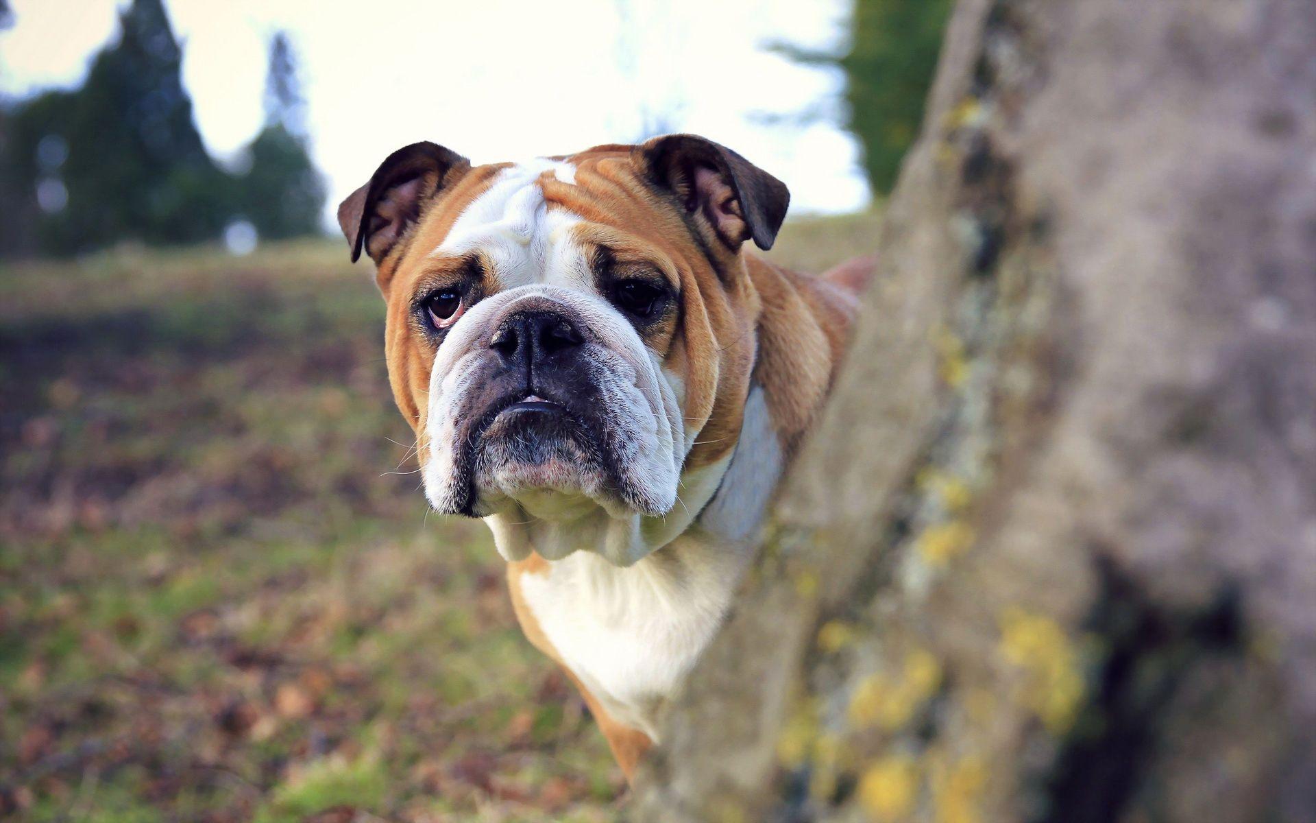 Wallpaper Blink of Bulldog Wallpaper HD for Android, Windows