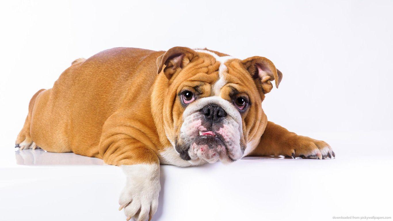 English Bulldog Wallpaper 1366x768, #P49RI5W