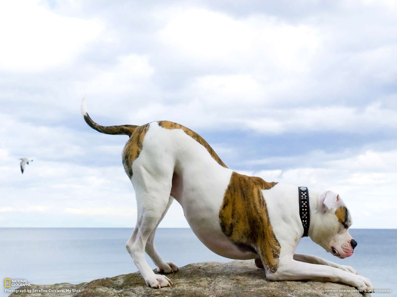 American Bulldog Wallpaper HD Download