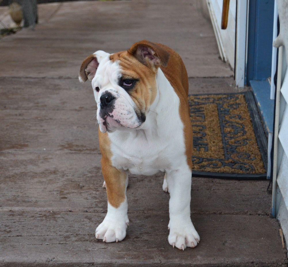 Bulldog Picture. Download Free Image